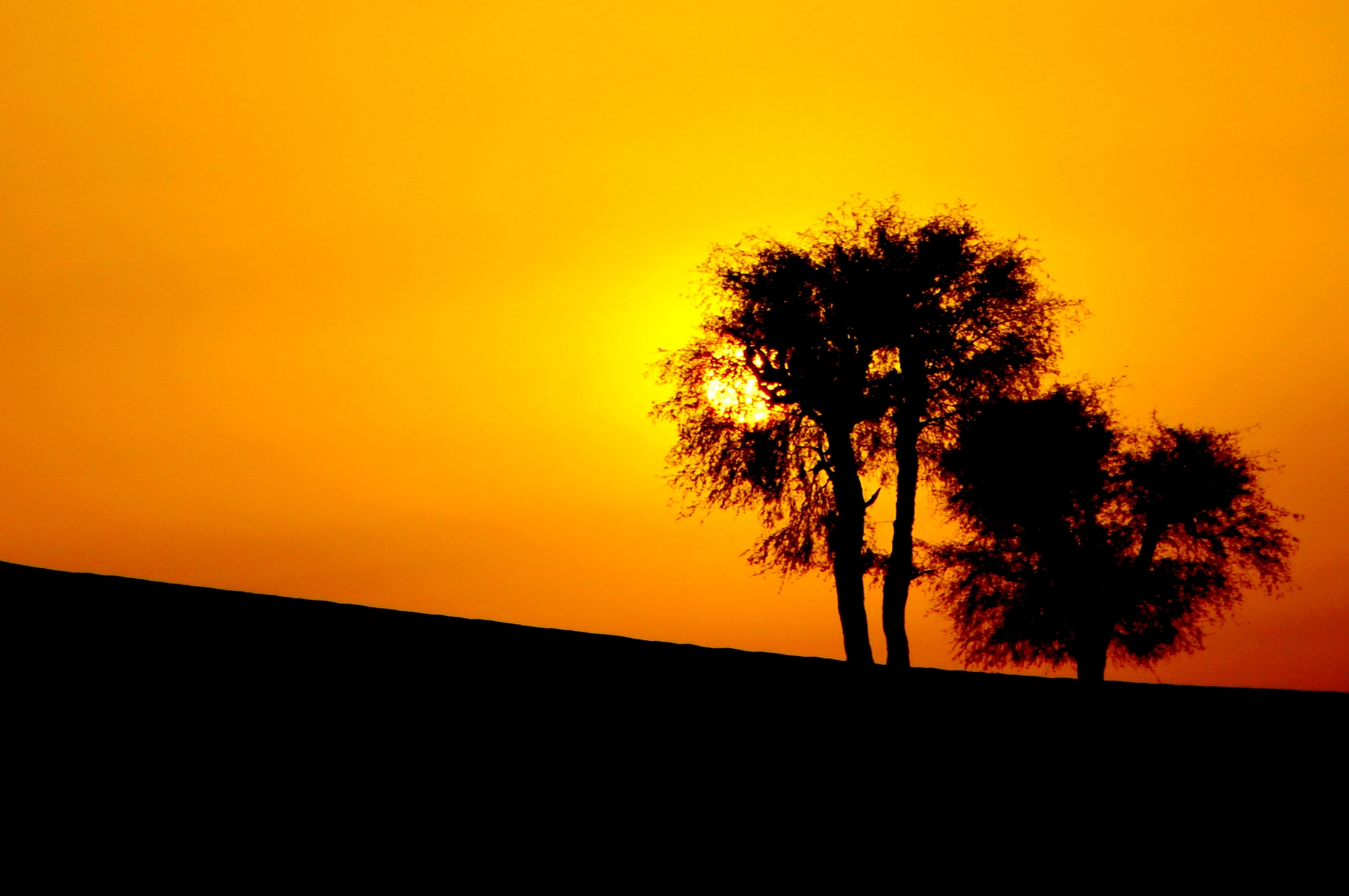 Nikon D5100 + Tamron AF 18-270mm F3.5-6.3 Di II VC LD Aspherical (IF) MACRO sample photo. Sunset at a desert with silhouette tree photography
