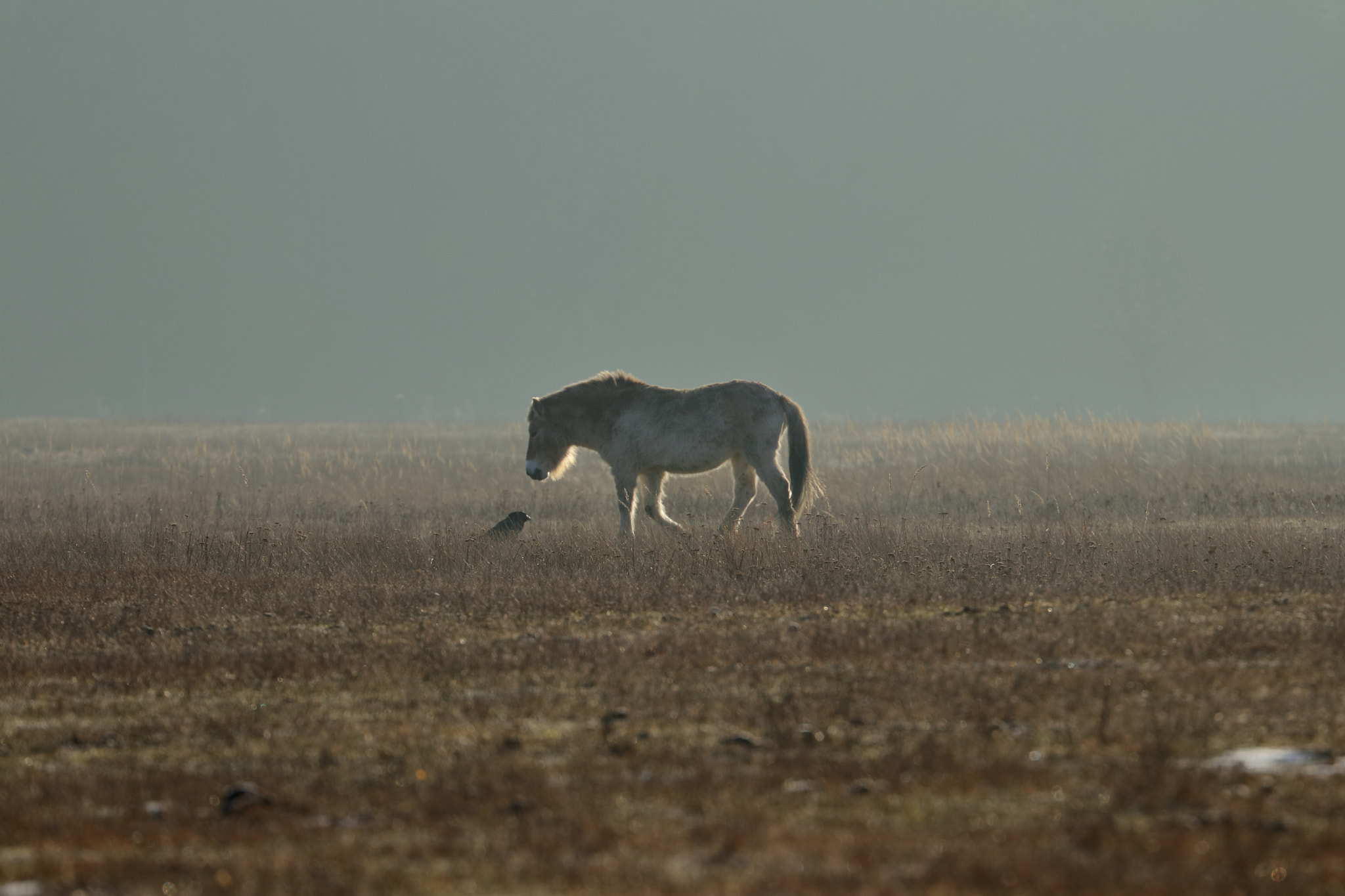 Canon EF 70-300mm F4-5.6L IS USM sample photo. Equus ferus przewalskii photography