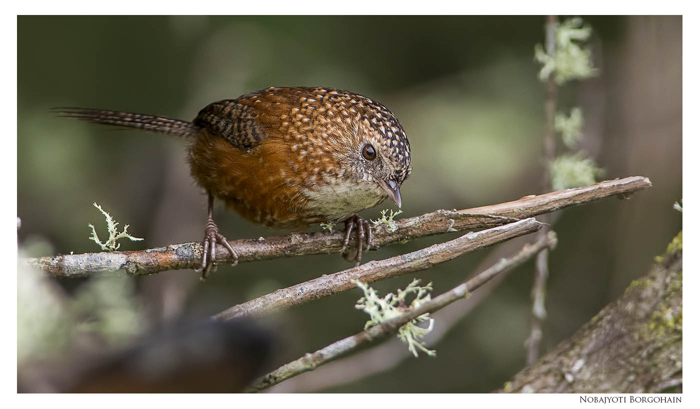 Nikon AF-S Nikkor 300mm F2.8G ED VR II sample photo. Bar-winged wren-babbler photography