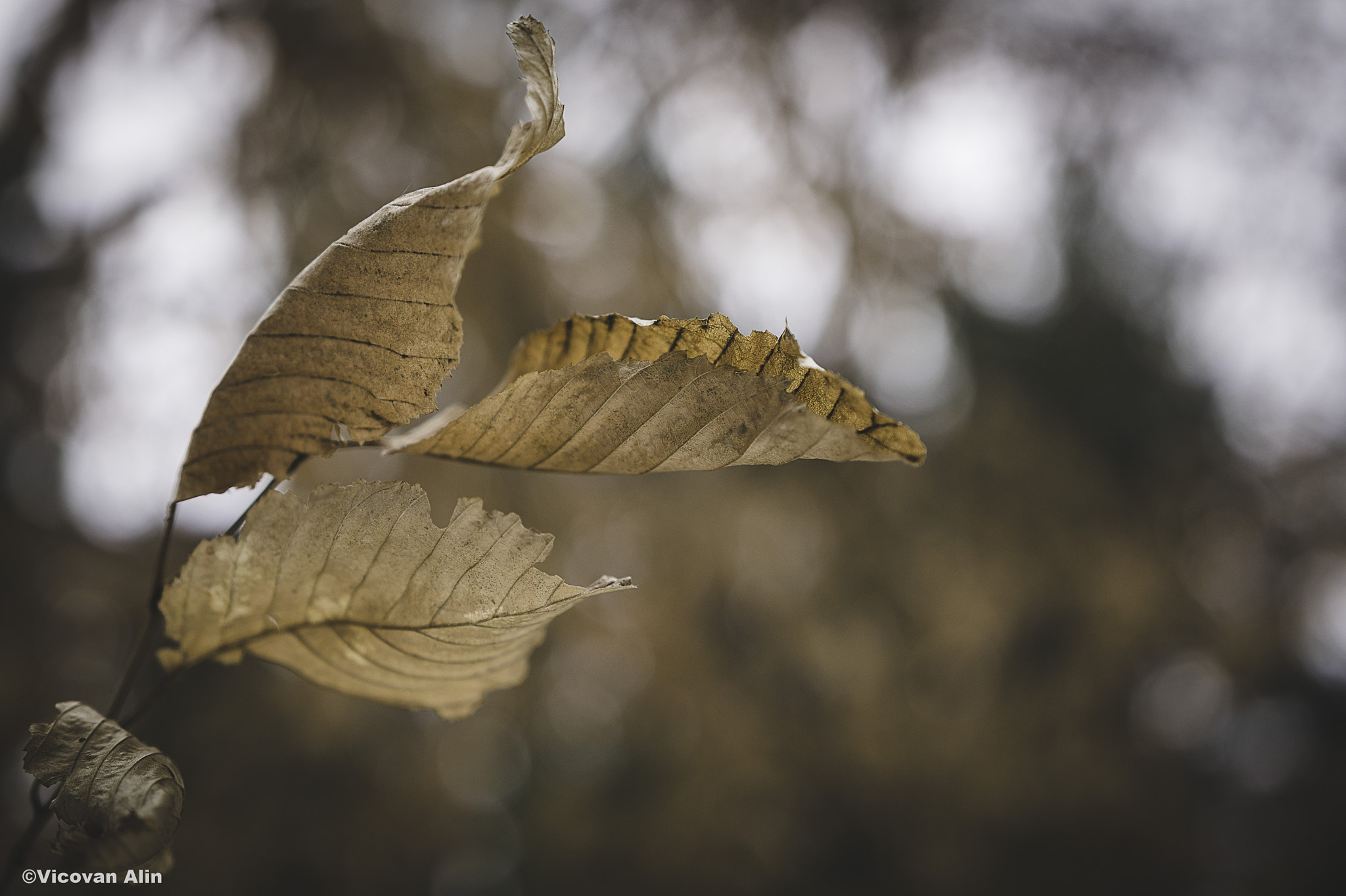 Nikon D3300 + Sigma 18-35mm F1.8 DC HSM Art sample photo. Orange leef photography