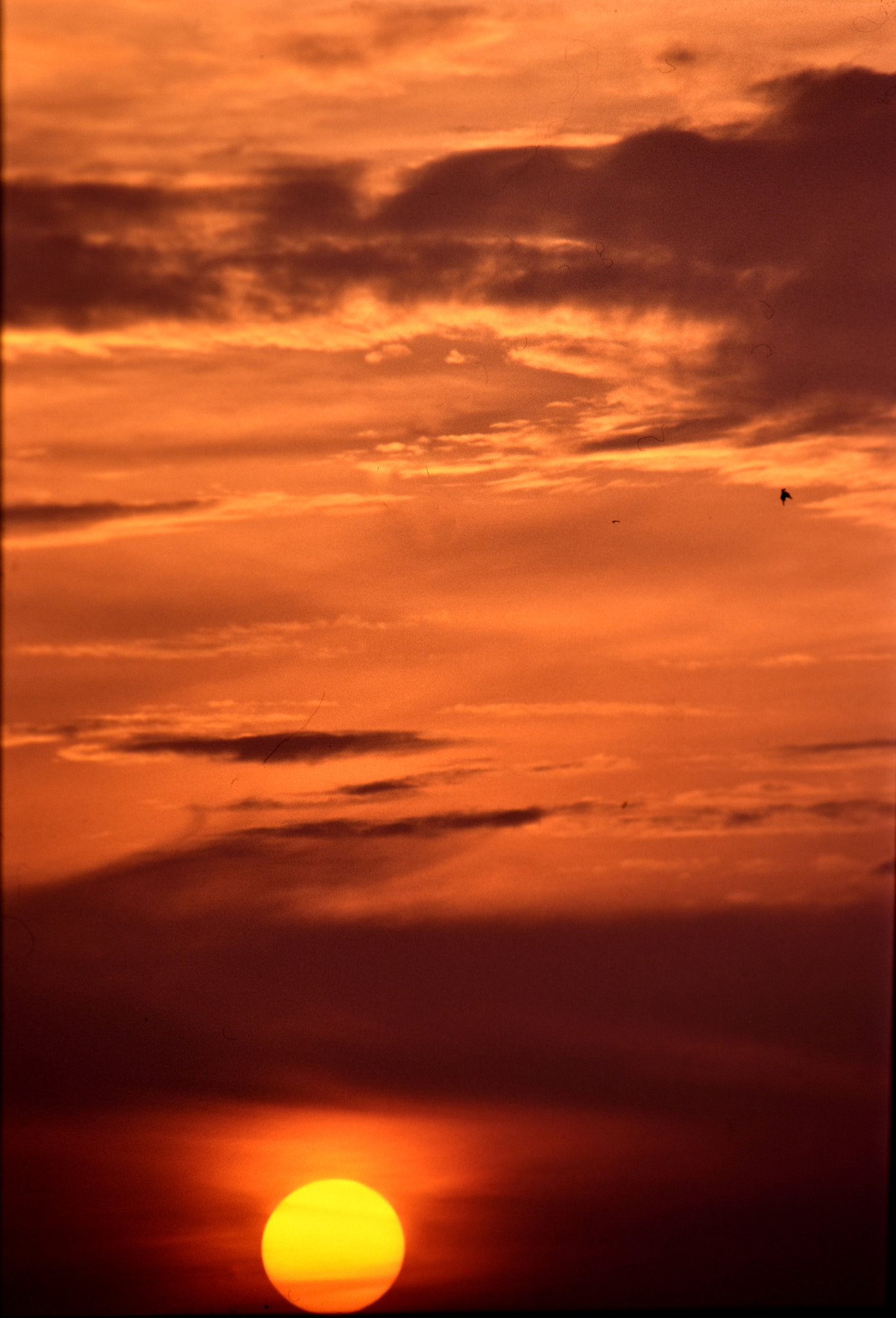 Nikon D7200 sample photo. Sunset vertical photography