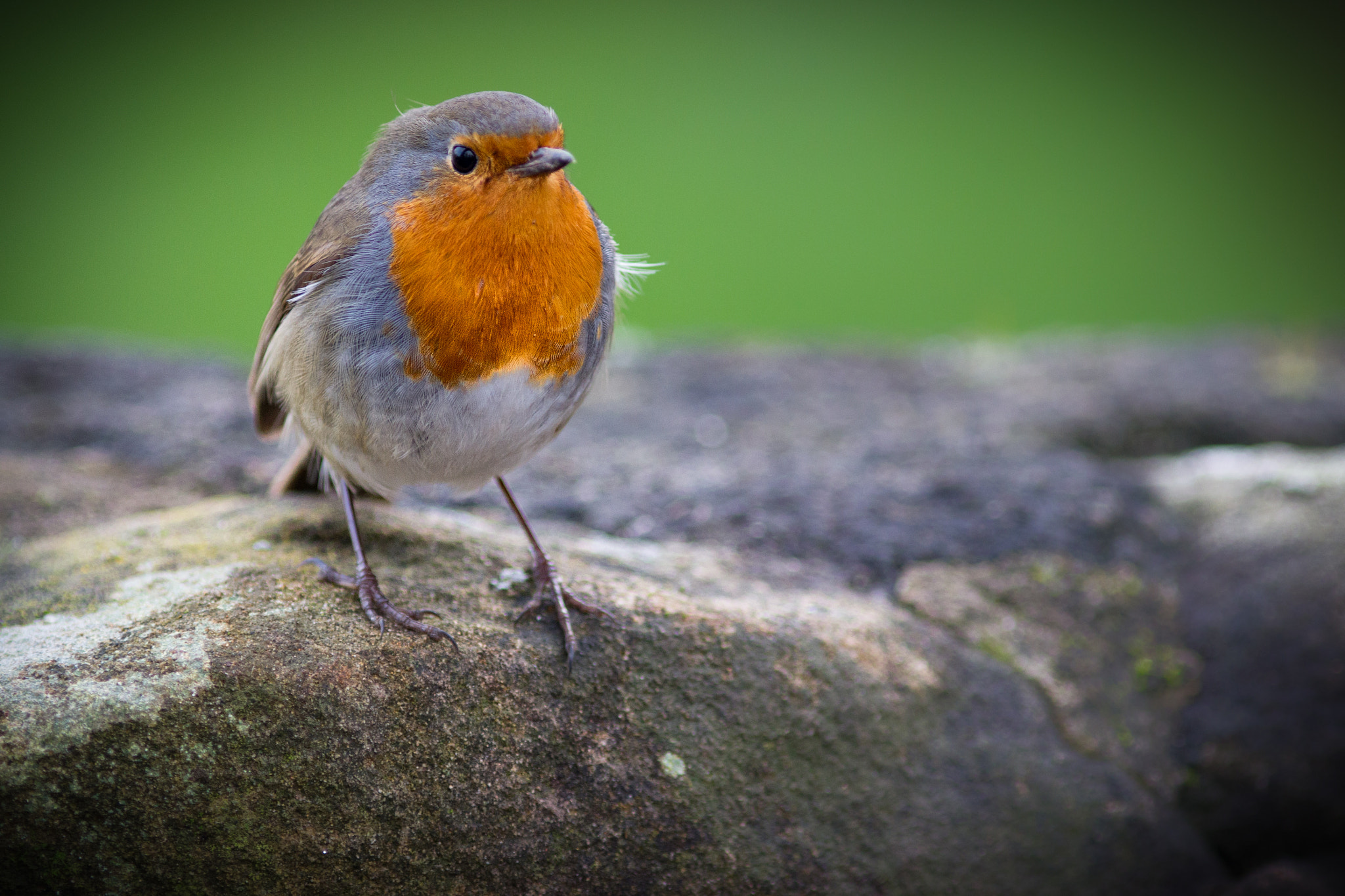 Canon EOS 550D (EOS Rebel T2i / EOS Kiss X4) + Canon EF 200mm F2.8L II USM sample photo. Robin on a wall photography
