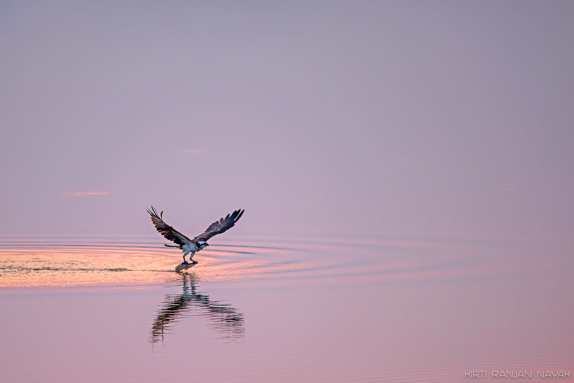 Nikon D810 + Nikon AF-S Nikkor 500mm F4E FL ED VR sample photo. Dinner time photography