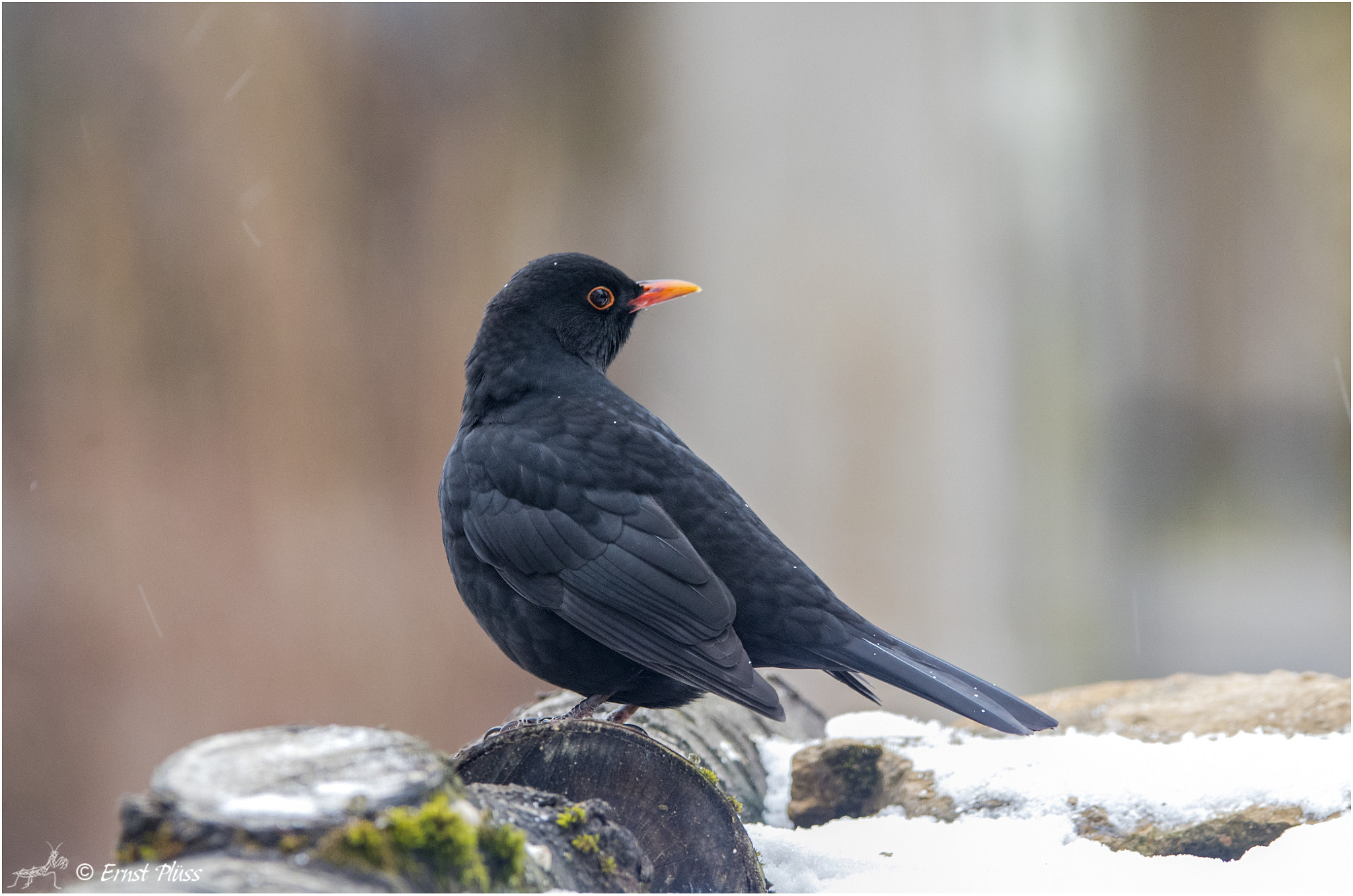 Nikon D5 sample photo. Common blackbird photography