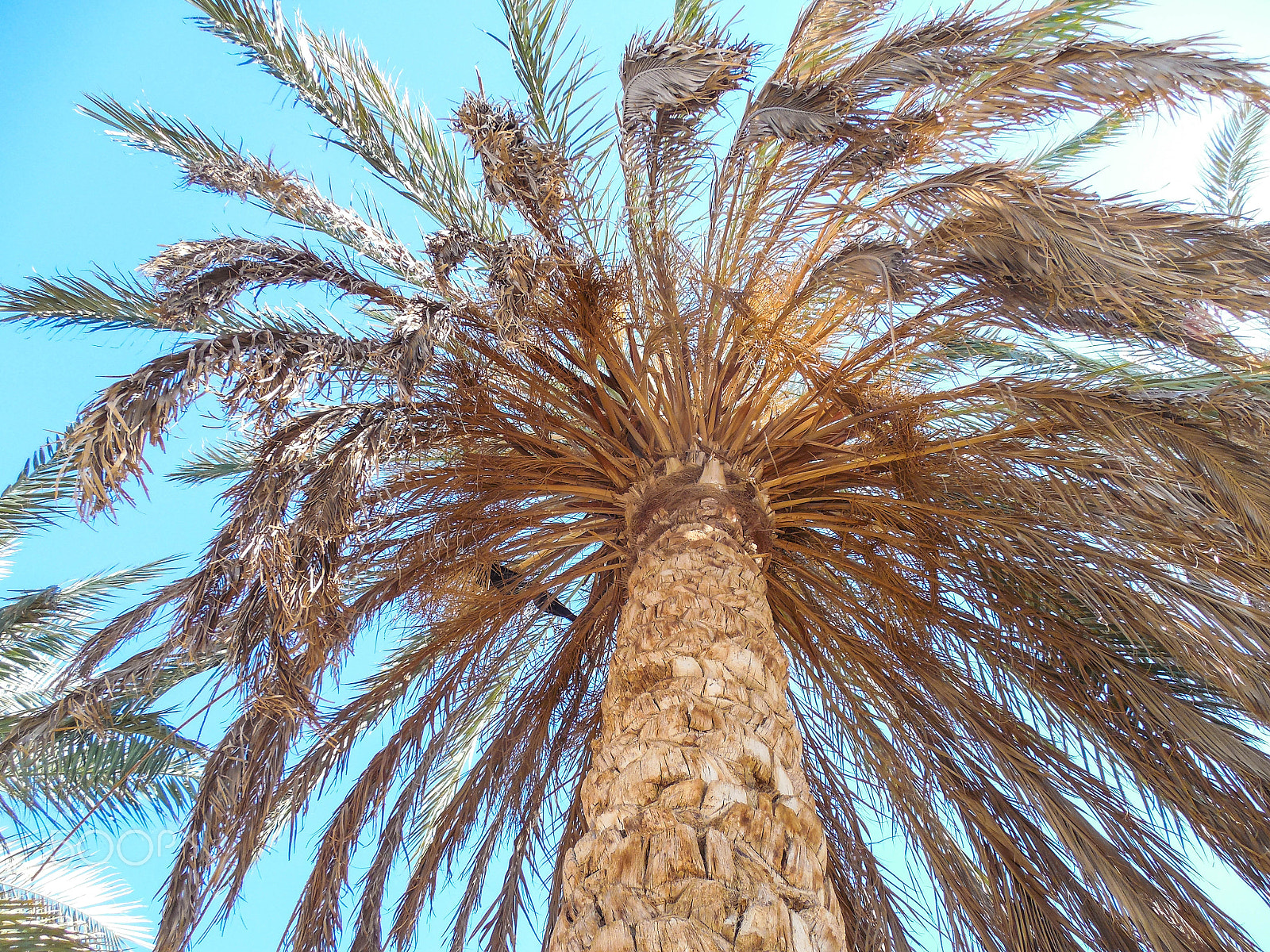 Nikon COOLPIX L620 sample photo. Perfect palm trees against a beautiful blue sky photography