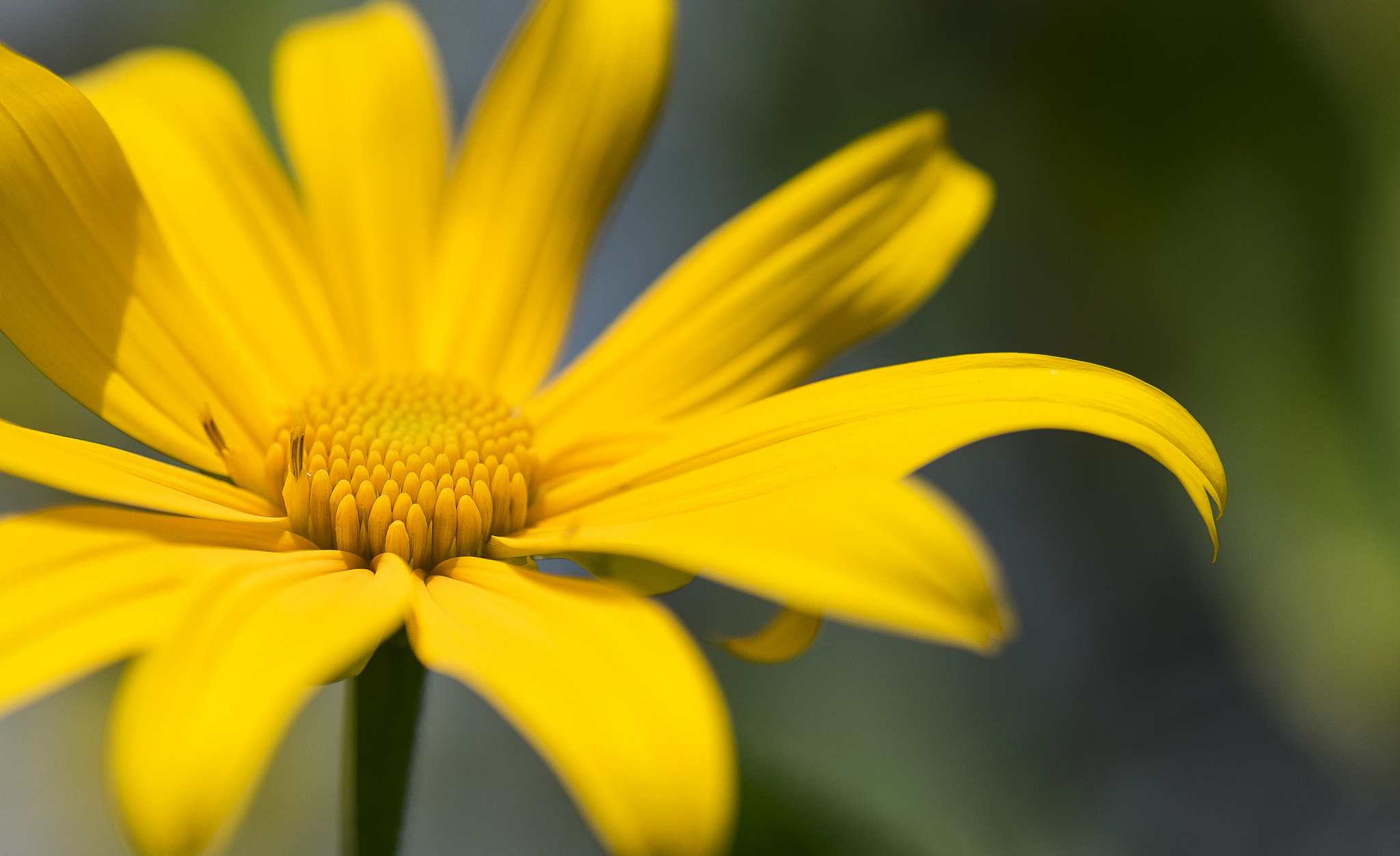 Sony a7 + Sony FE 90mm F2.8 Macro G OSS sample photo. Beauty photography