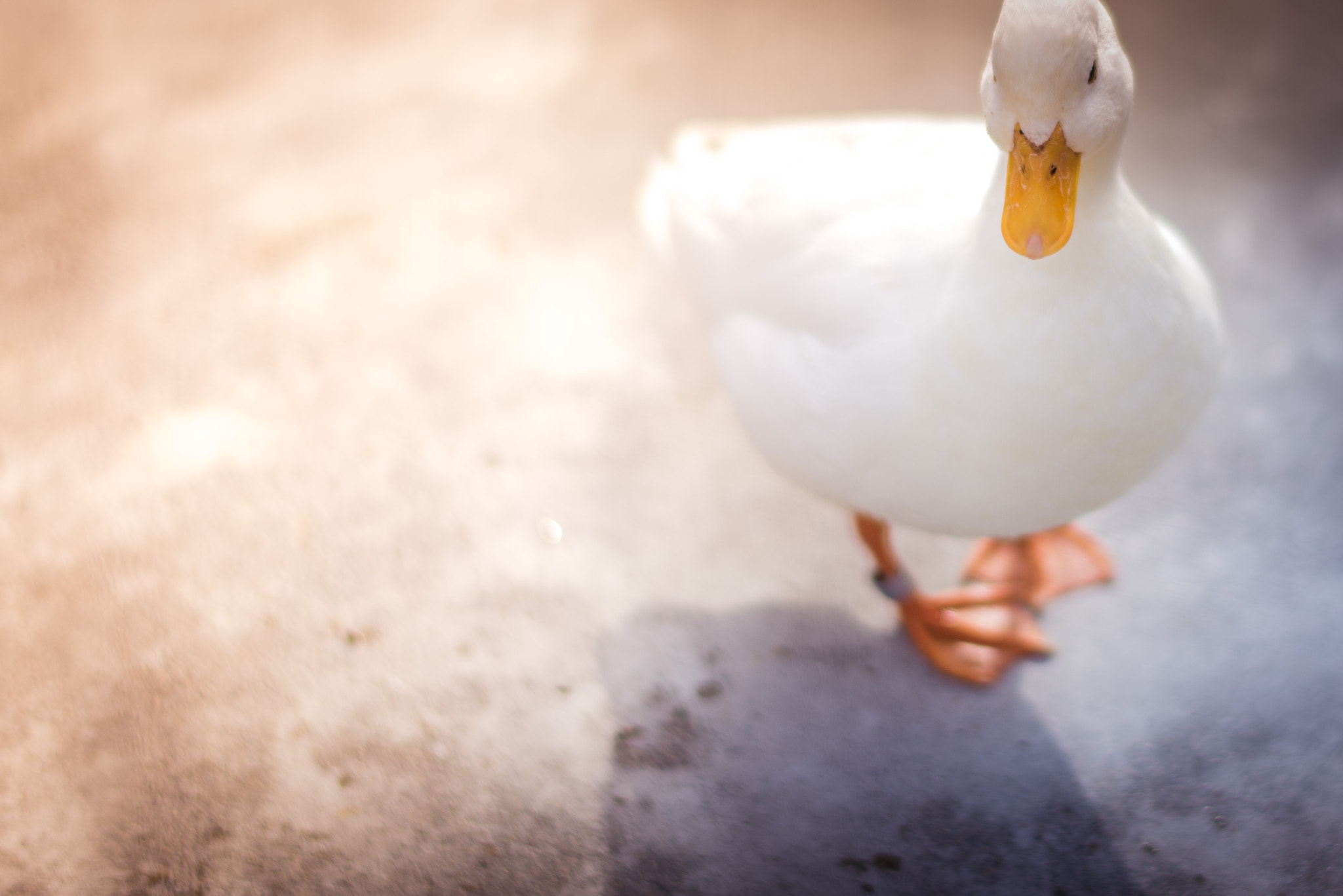 Nikon D750 + Nikon AF-S Nikkor 58mm F1.4G sample photo. The duck photography