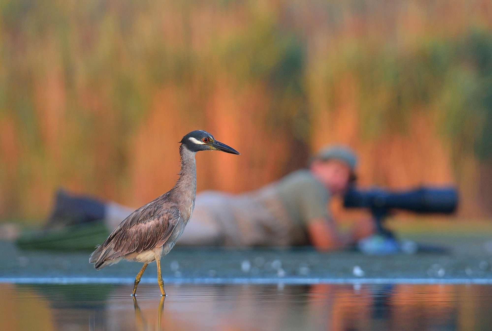 Nikon D4 sample photo. Yellow-crowned night-heron photography