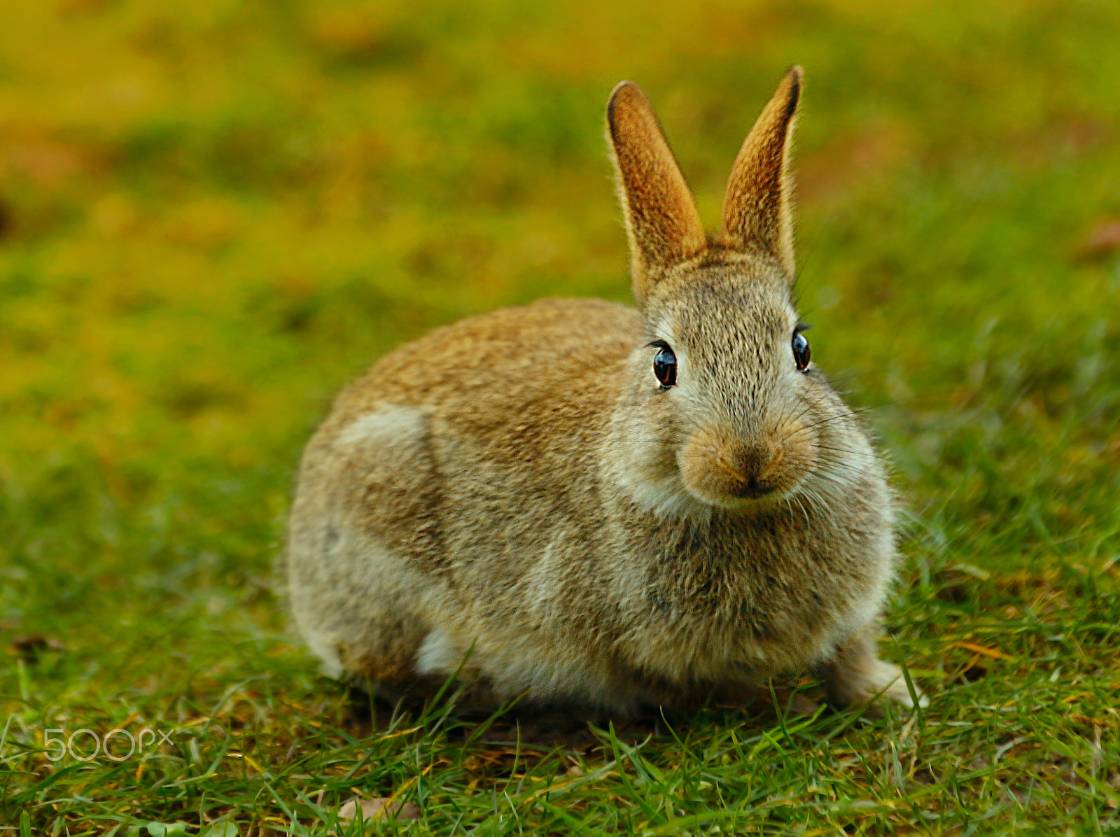 Canon EOS 700D (EOS Rebel T5i / EOS Kiss X7i) + Canon EF 70-300mm F4-5.6L IS USM sample photo. Rabbit photography