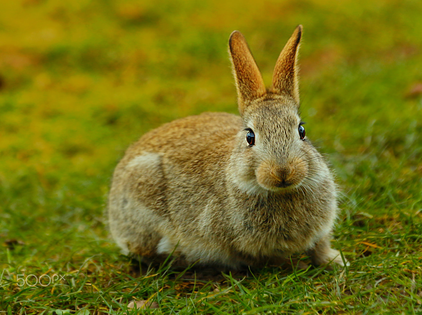 Canon EF 70-300mm F4-5.6L IS USM sample photo. Rabbit photography