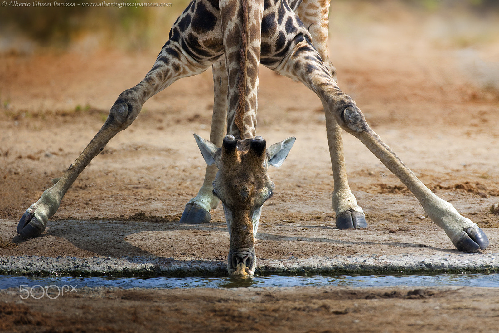 Canon EF 600mm F4L IS USM sample photo. For a giraffe also drinking is a complicated gestu photography