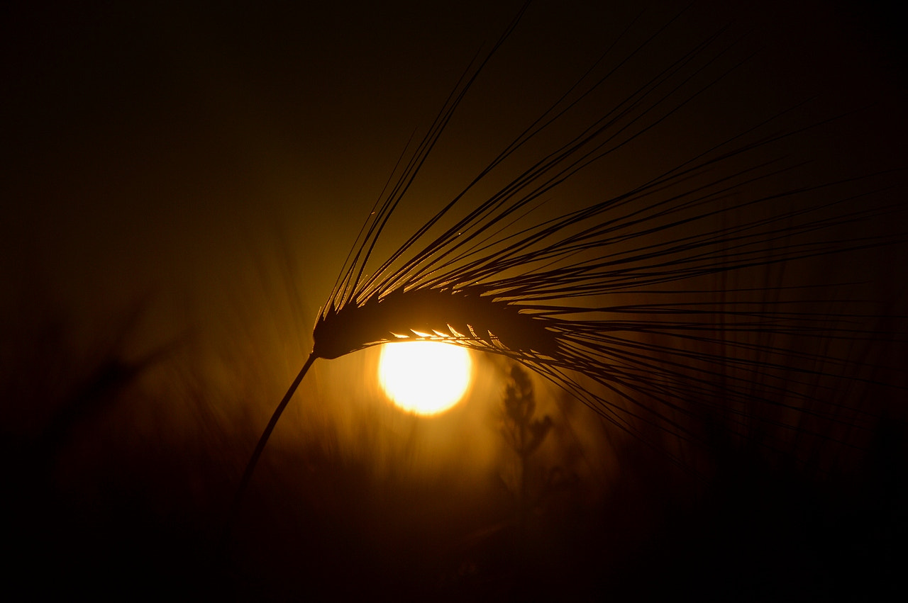 Nikon D3200 sample photo. Another eye photography