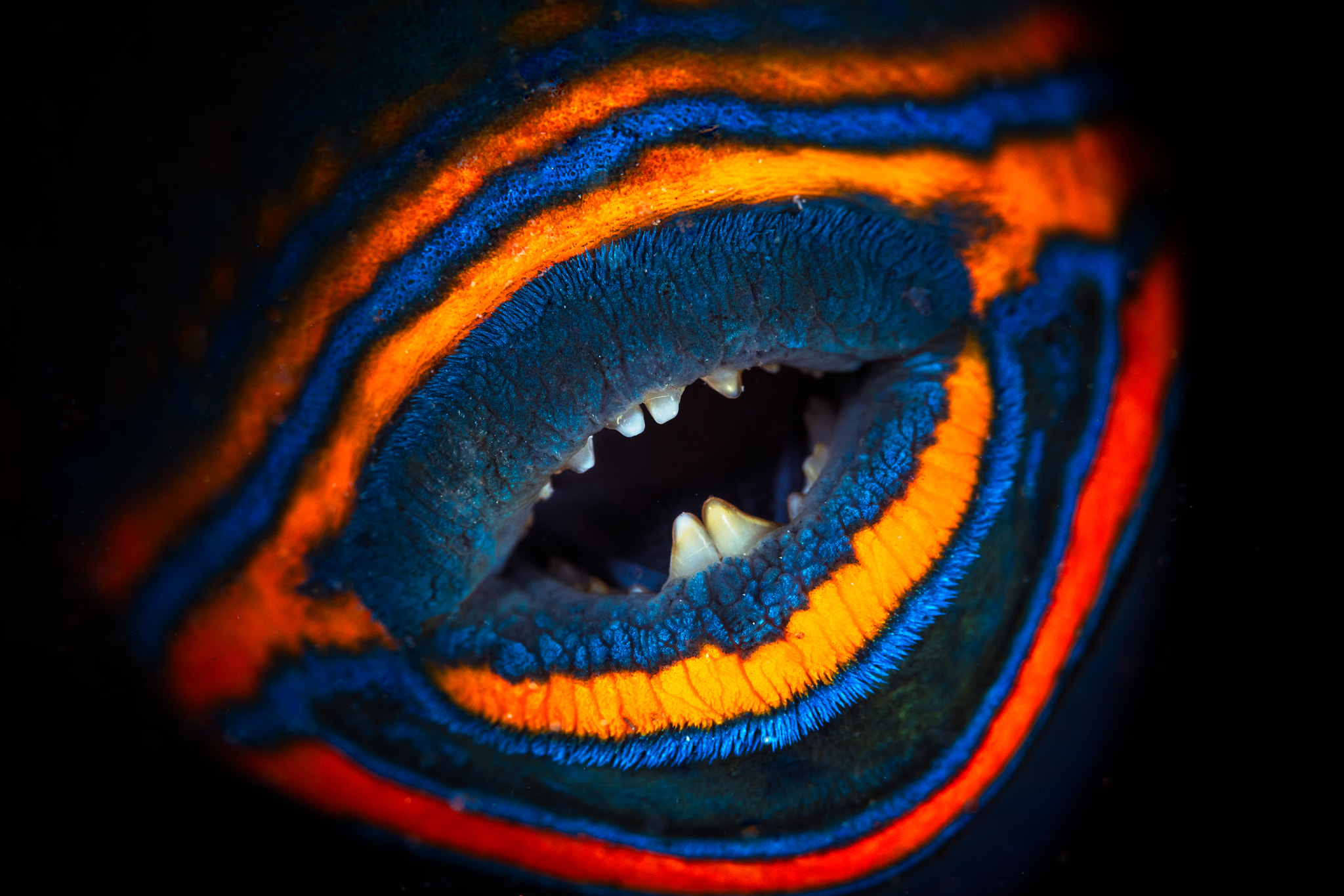 Canon EF 100mm F2.8 Macro USM sample photo. Orange-lined triggerfish photography