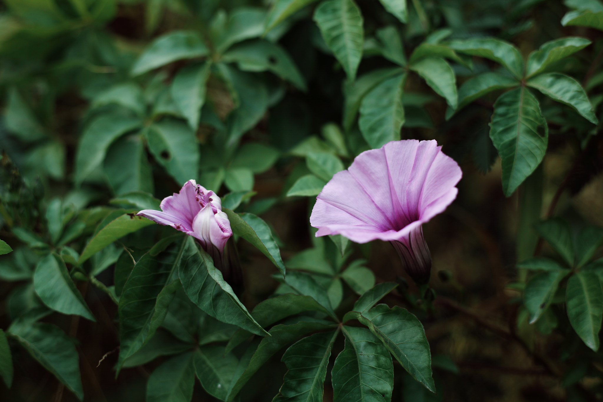 Canon EOS 5D + Canon EF 50mm F1.8 STM sample photo