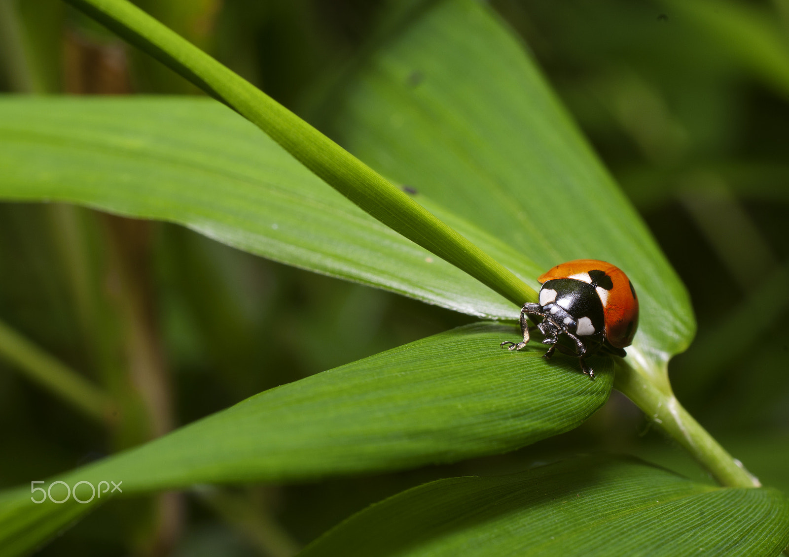 Nikon D300 + Sigma 50mm F2.8 EX DG Macro sample photo. The lady photography