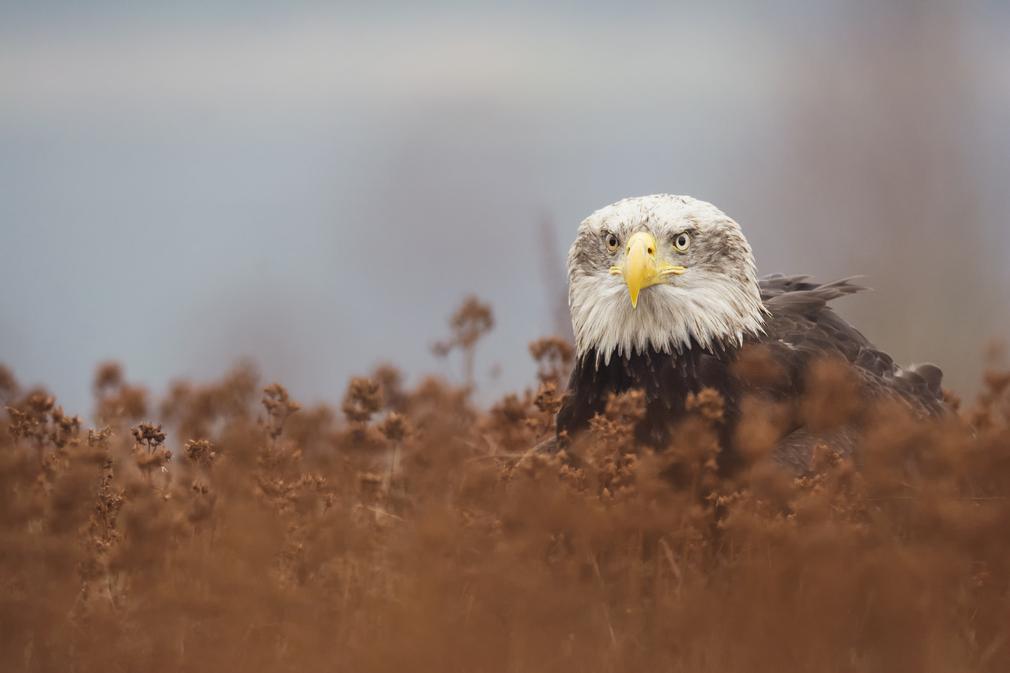Sigma 150-600mm F5-6.3 DG OS HSM | S sample photo. Bald eagle photography