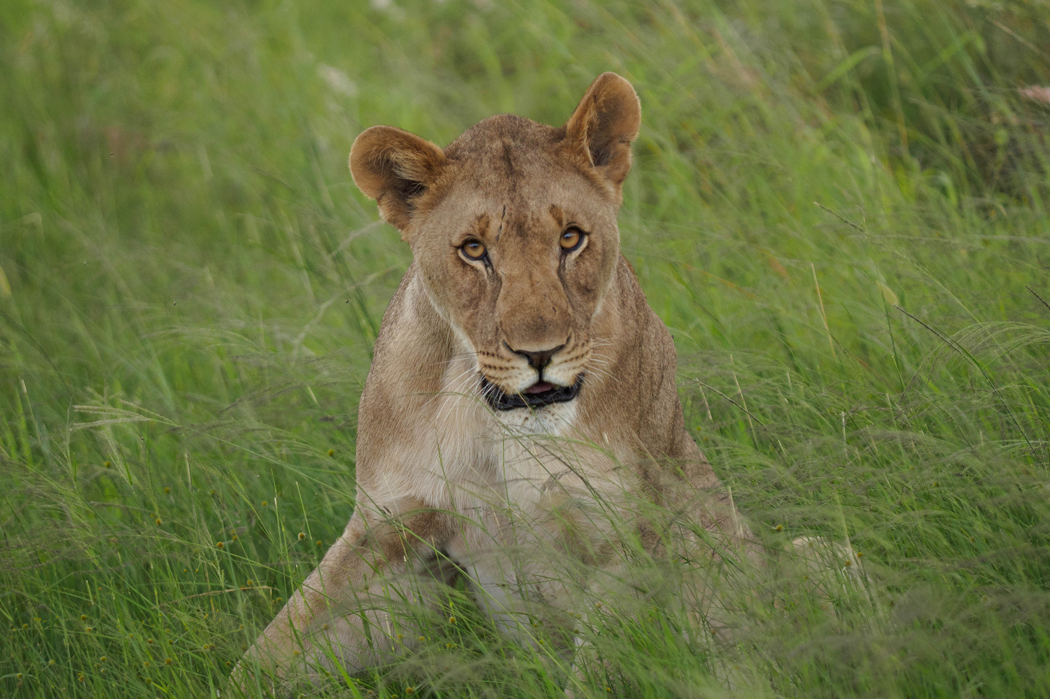 Olympus OM-D E-M10 II sample photo. Female lion photography