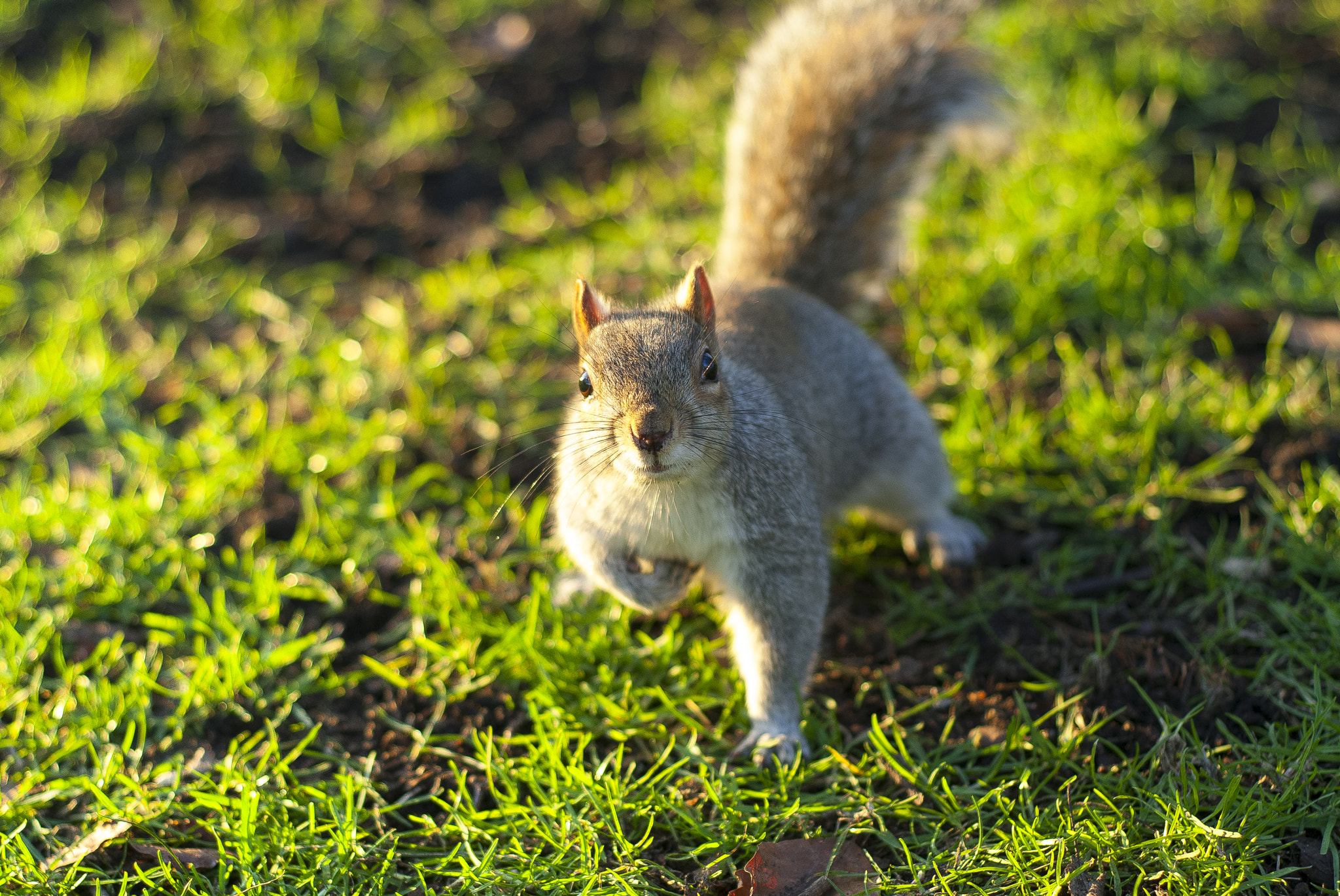 Nikon D200 sample photo. Another wild squirrel photography