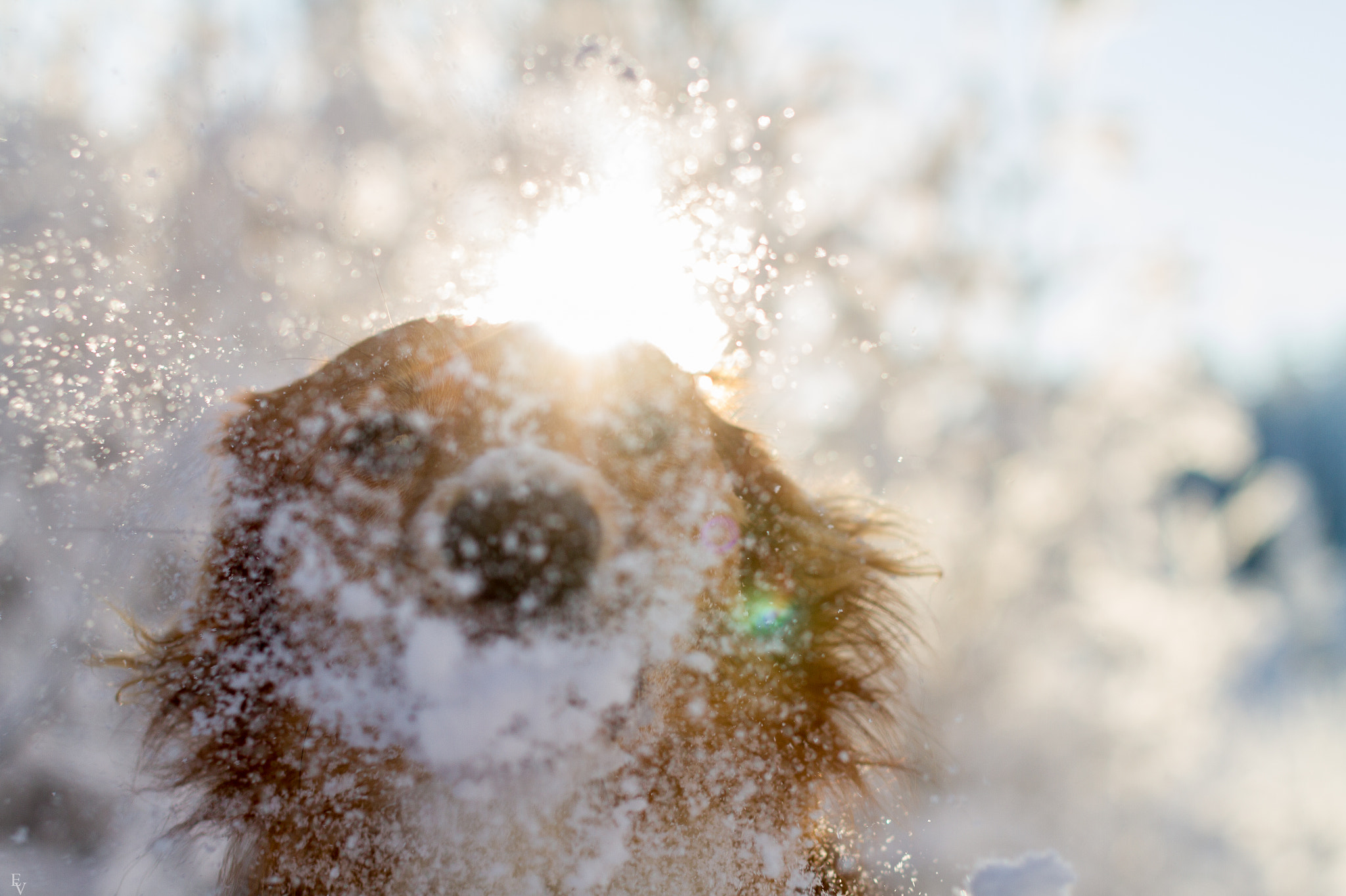 Sigma 50mm F1.4 EX DG HSM sample photo. He loves snow photography