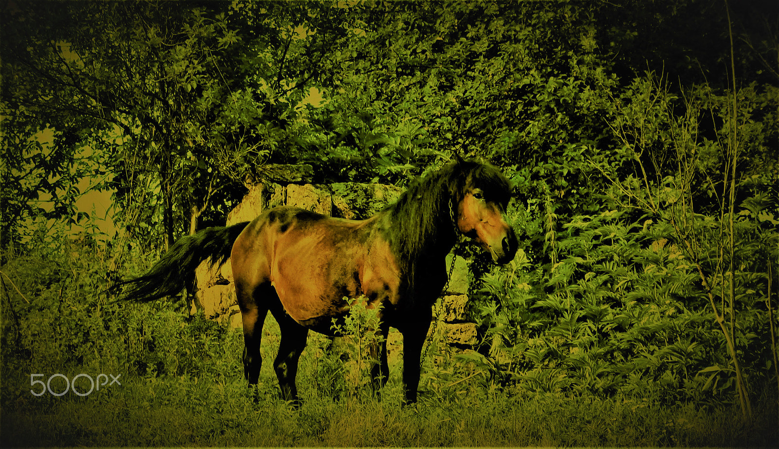 Kodak EASYSHARE CAMERA, C1450 sample photo. ~ beautiful horse on the green hill photography
