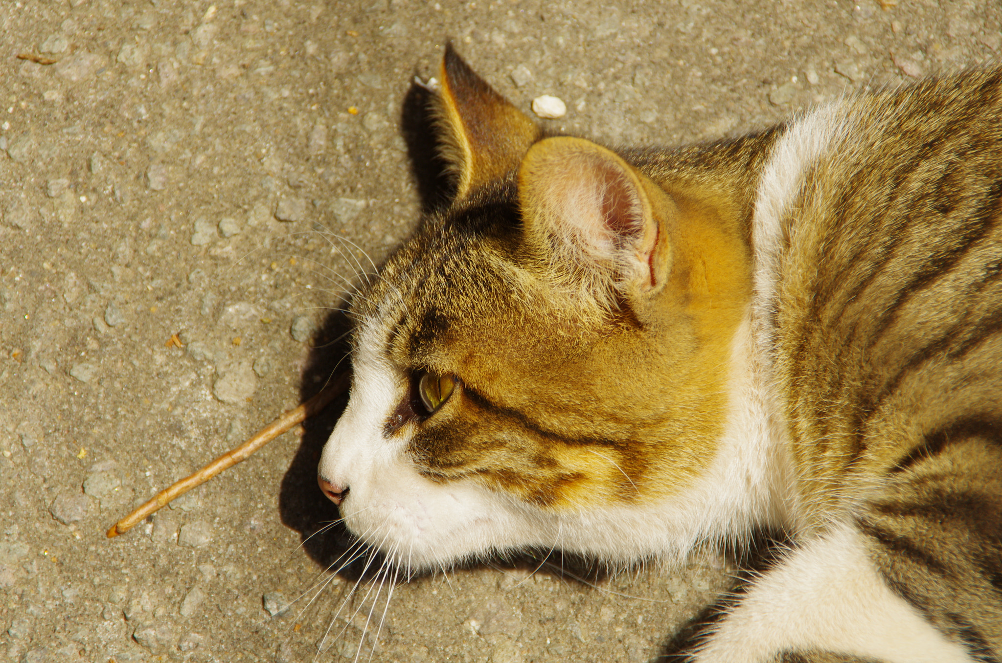 Tamron AF 18-200mm F3.5-6.3 XR Di II LD Aspherical (IF) Macro sample photo
