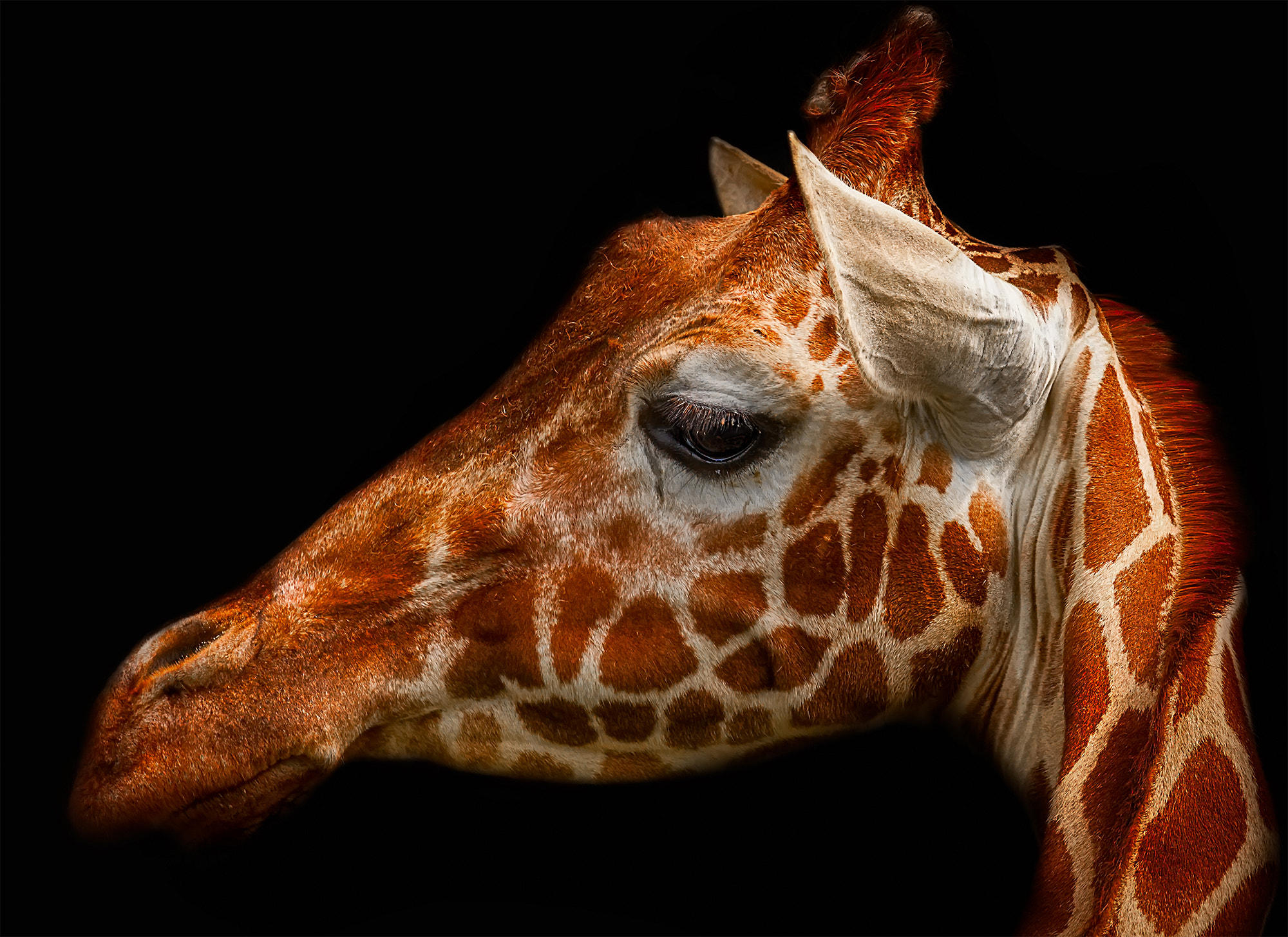 Sigma 150-600mm F5-6.3 DG OS HSM | C sample photo. Giraffe portraiture photography