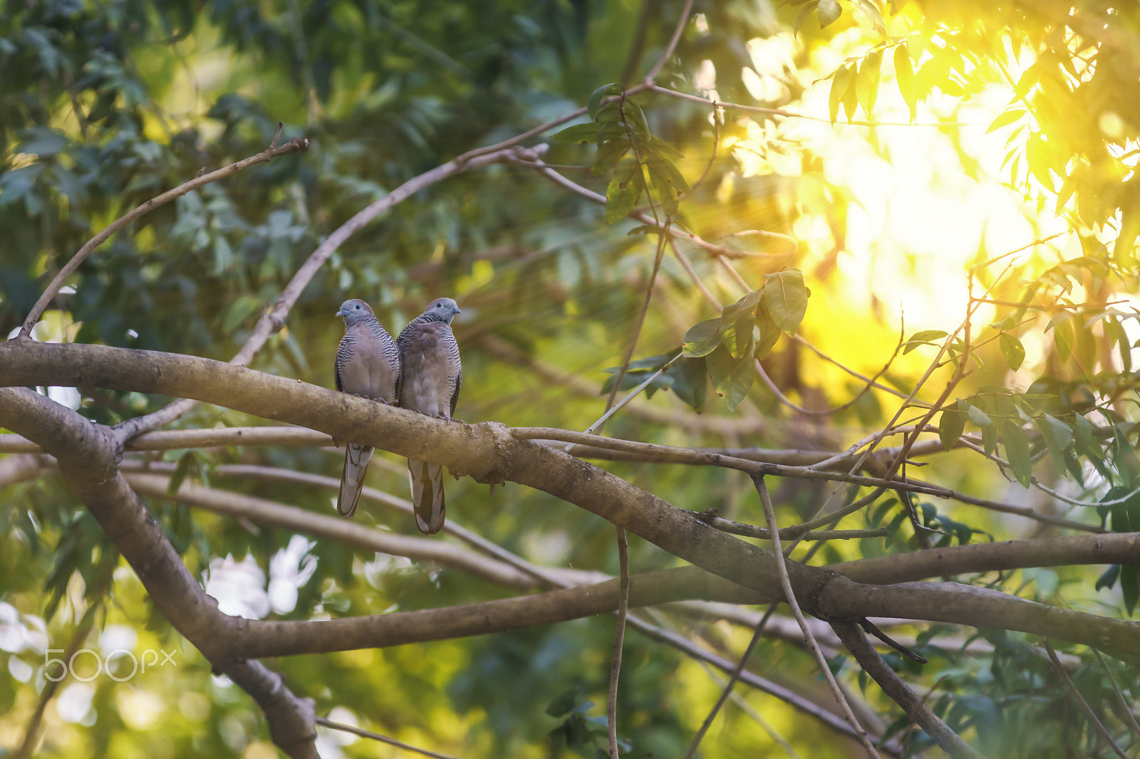 70-200mm F2.8 G SSM OSS II sample photo. Couple java dove bird on a tree. photography