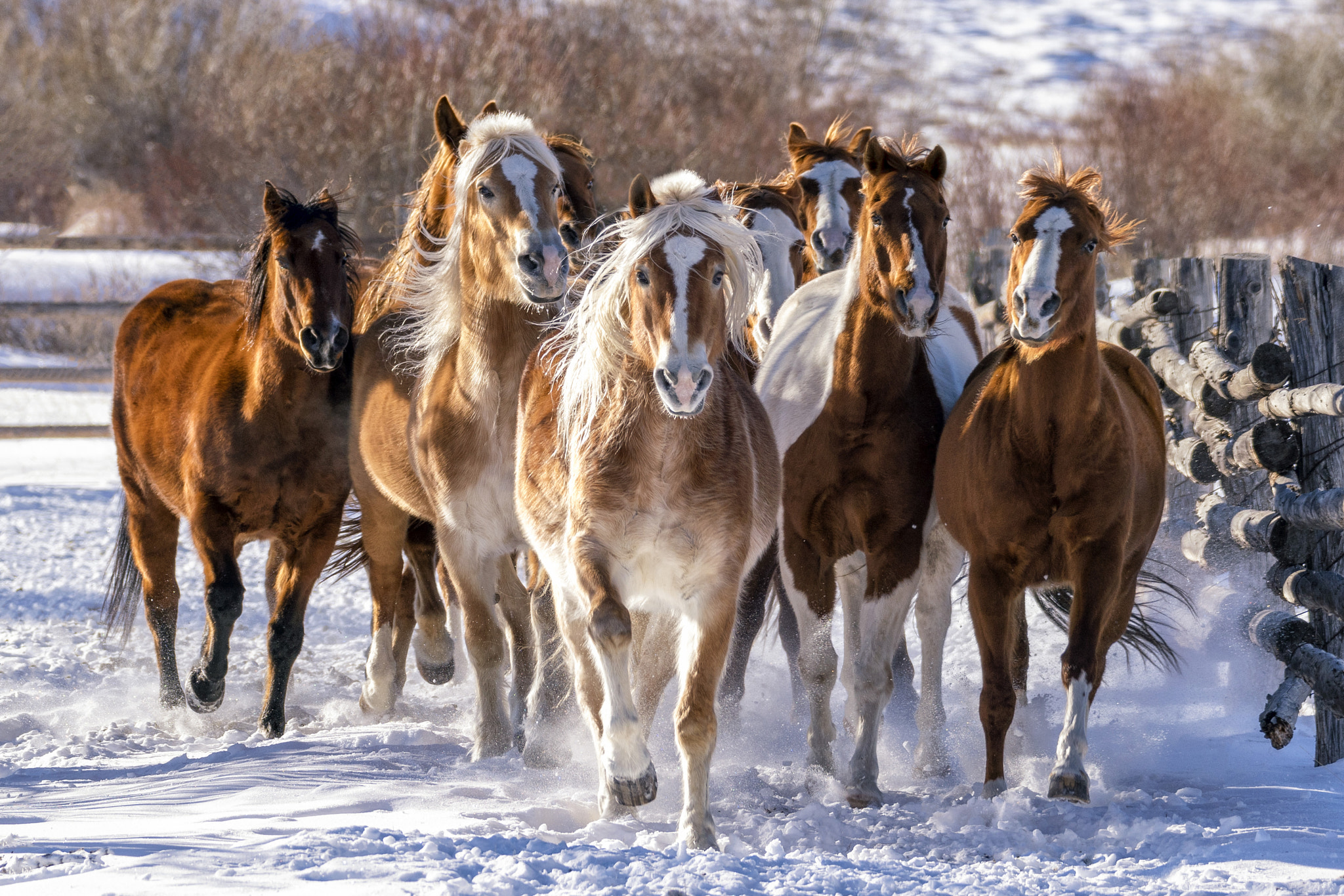 Sony 70-300mm F4.5-5.6 G SSM sample photo. Colorado horse running in snow photography