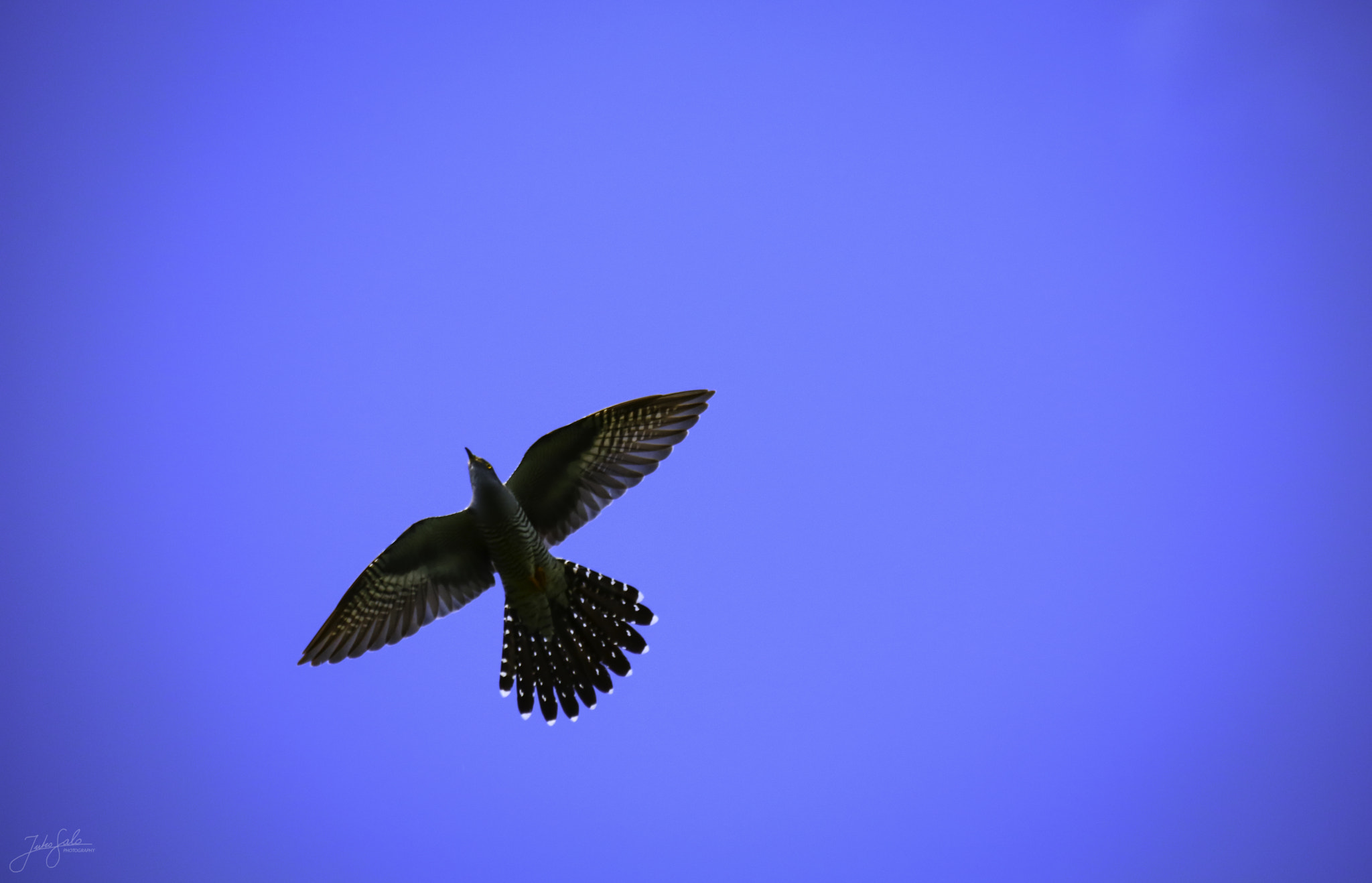 Canon EOS 760D (EOS Rebel T6s / EOS 8000D) + Canon EF 75-300mm F4.0-5.6 IS USM sample photo. Cuckoo flying in the blue sky. photography
