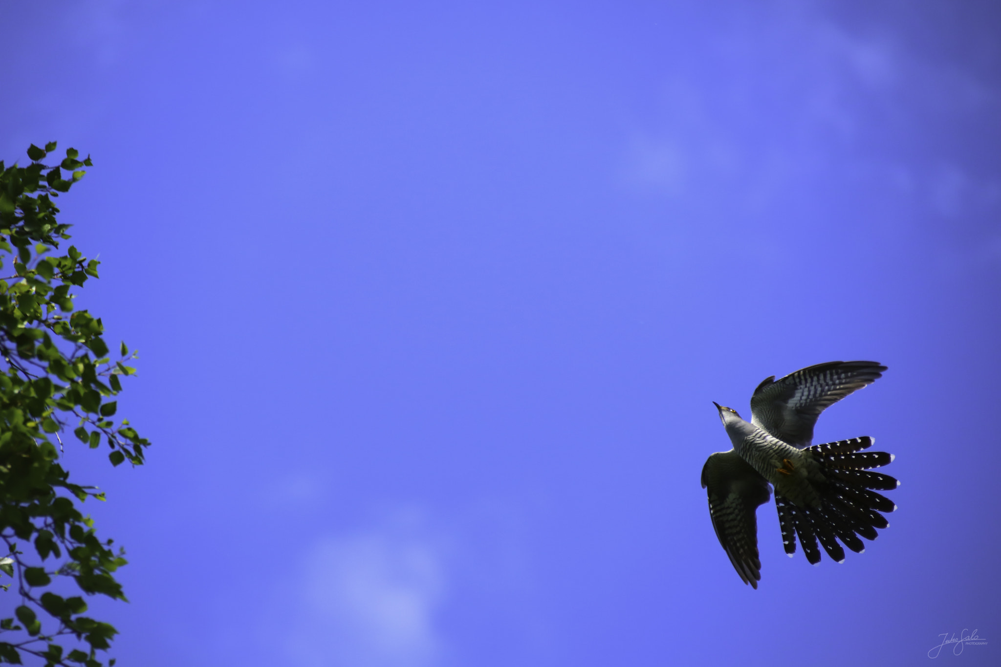 Canon EF 75-300mm F4.0-5.6 IS USM sample photo. Cuckoo flying in the blue sky. photography