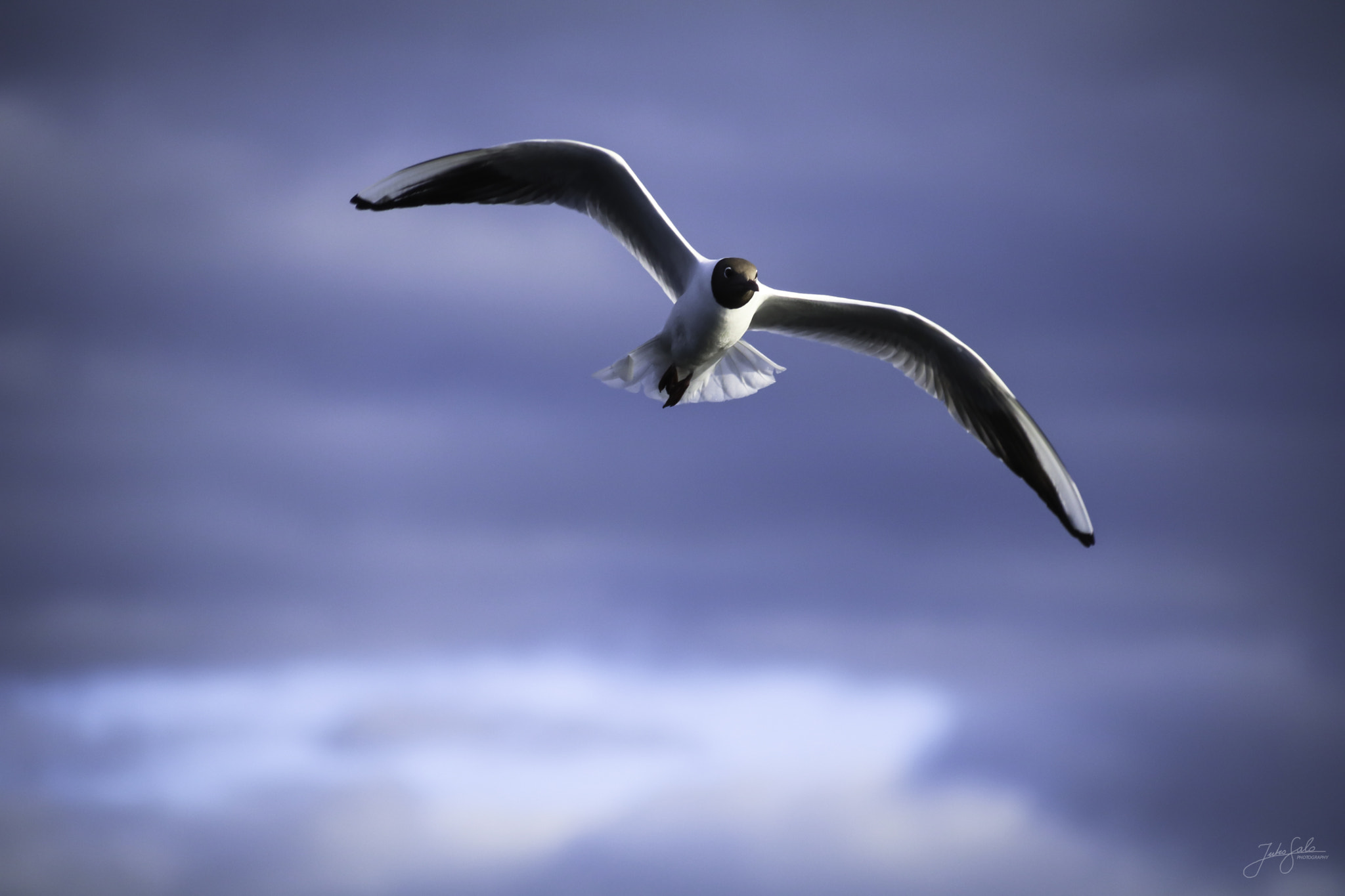 Canon EF 75-300mm F4.0-5.6 IS USM sample photo. Black-headed gull flying. photography