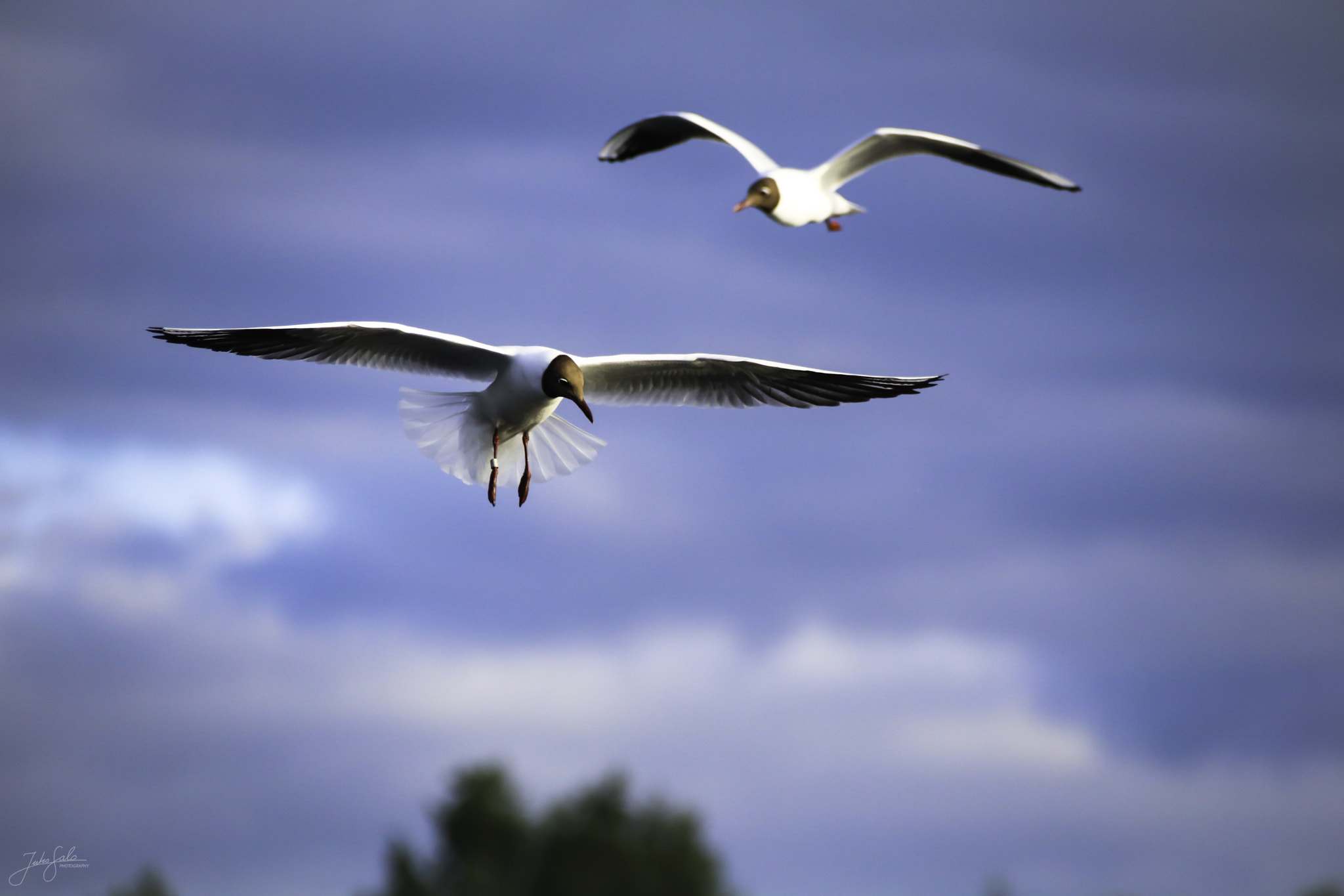 Canon EF 75-300mm F4.0-5.6 IS USM sample photo. Black-headed gull flying. photography
