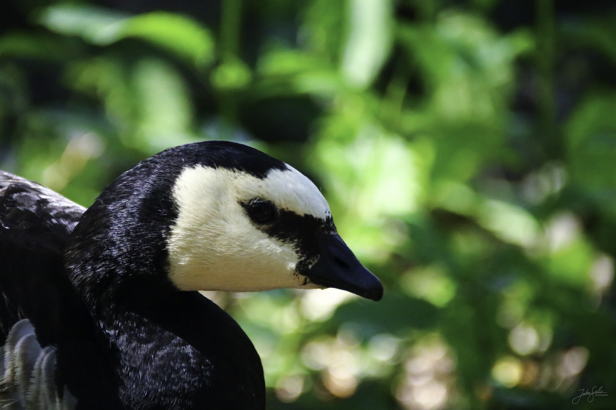 Canon EF 75-300mm F4.0-5.6 IS USM sample photo. Peaceful barnacle goose. photography