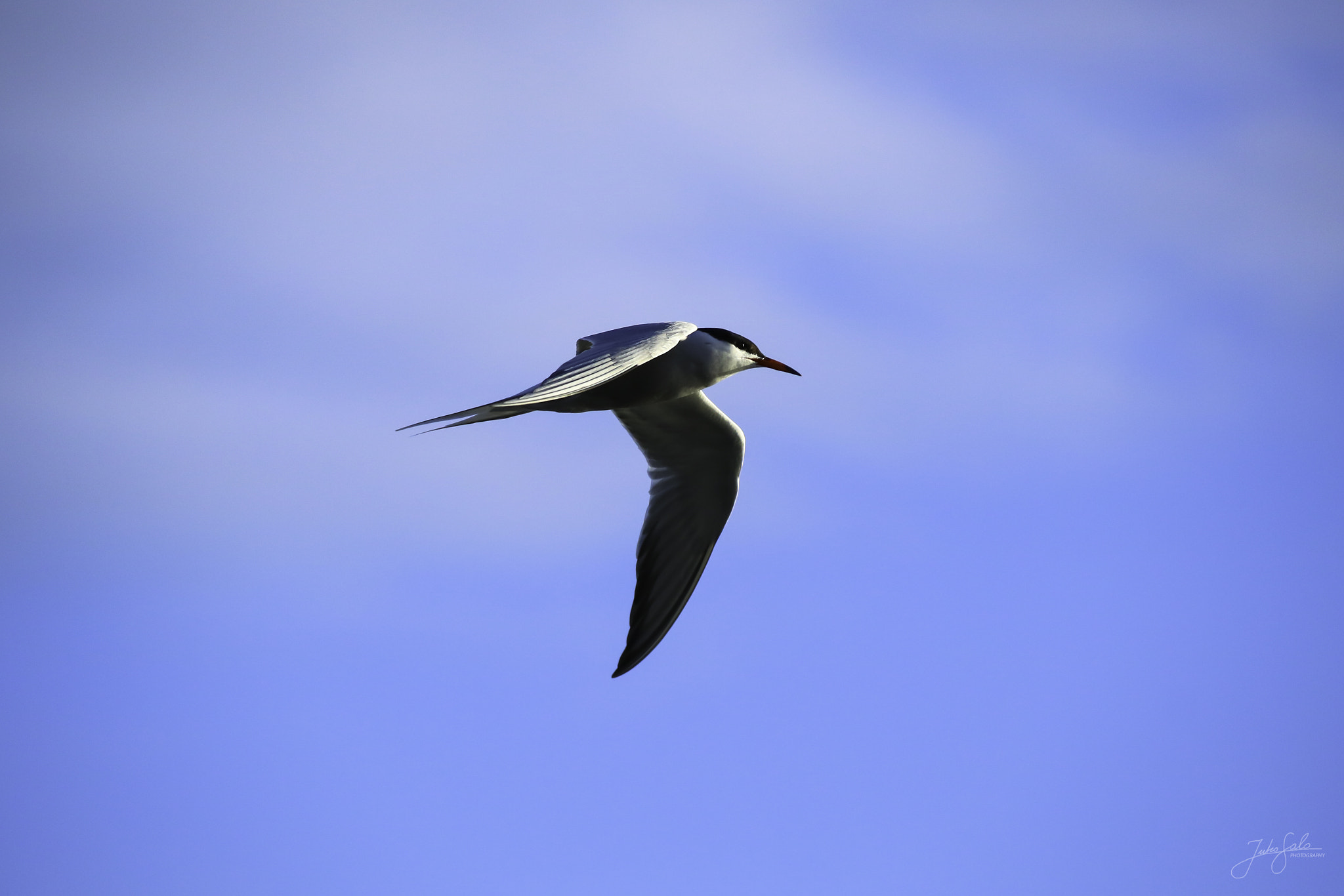 Canon EF 75-300mm F4.0-5.6 IS USM sample photo. Common tern flying. photography
