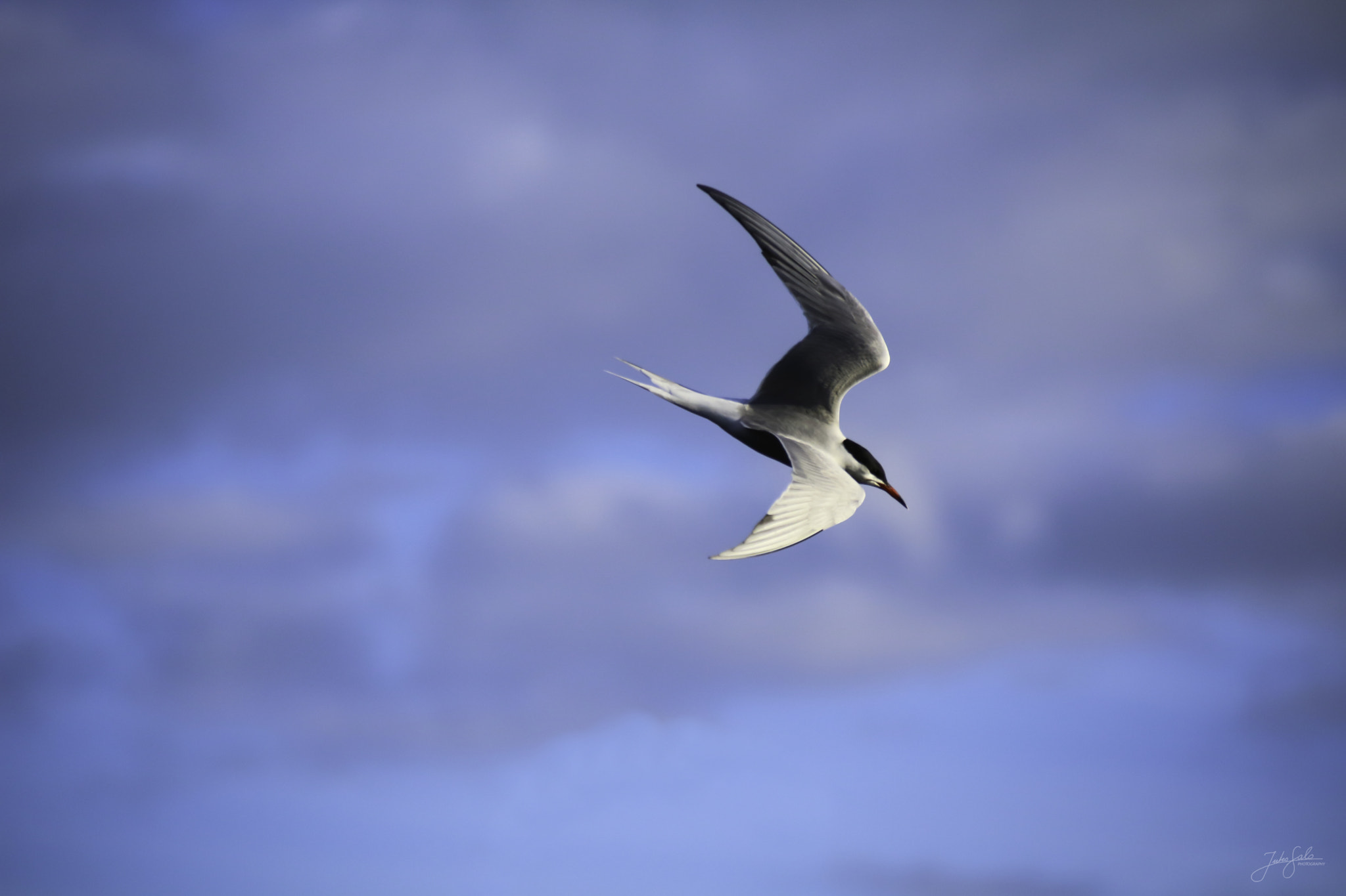 Canon EOS 760D (EOS Rebel T6s / EOS 8000D) + Canon EF 75-300mm F4.0-5.6 IS USM sample photo. Common tern trying to catch a fish. photography