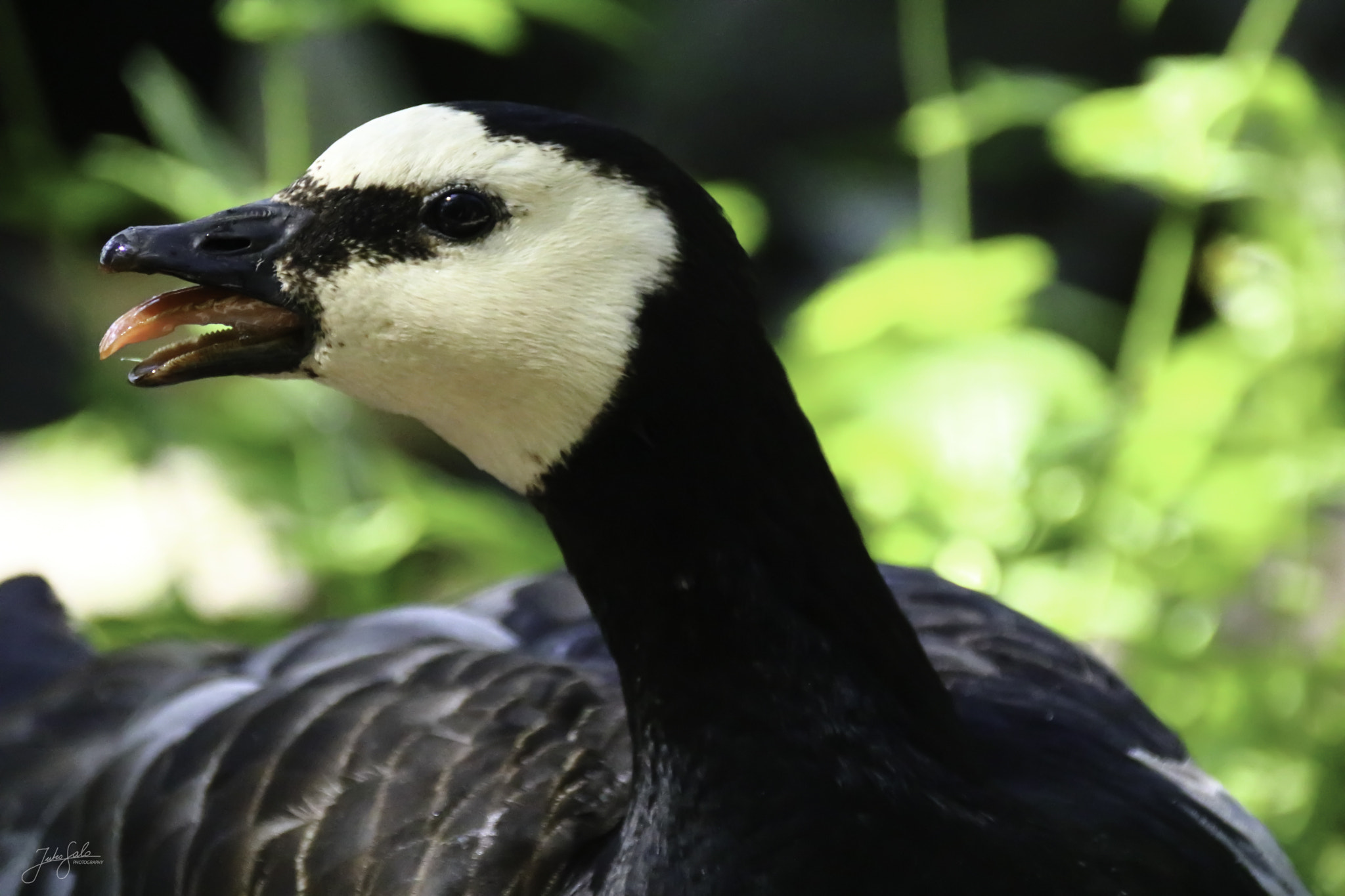 Canon EF 75-300mm F4.0-5.6 IS USM sample photo. Cranky barnacle goose stick out his tongue. photography