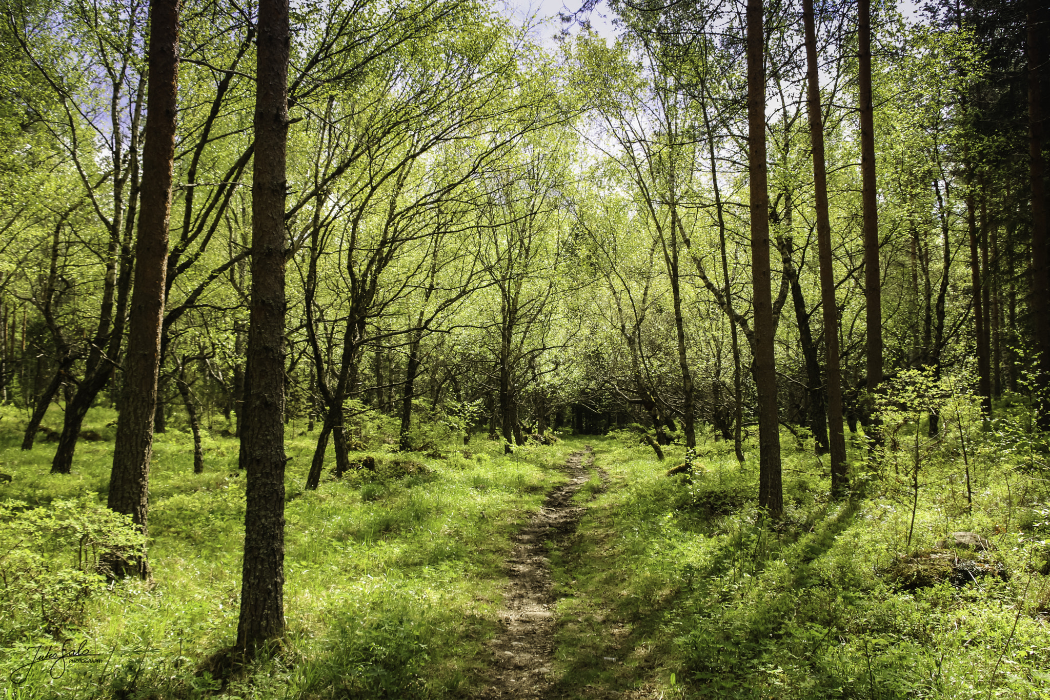 Canon EF 75-300mm F4.0-5.6 IS USM sample photo. Sunny spring day in the forest. photography