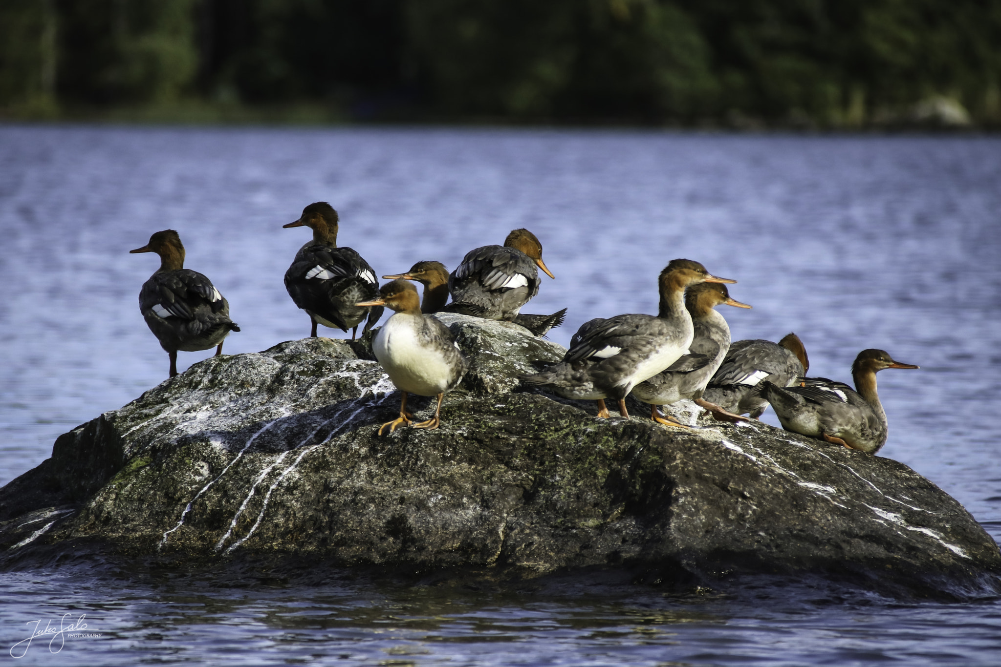 Canon EOS 760D (EOS Rebel T6s / EOS 8000D) + Canon EF 75-300mm F4.0-5.6 IS USM sample photo. Red-breasted merganser family. photography