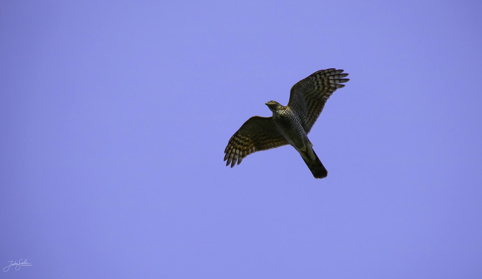Canon EF 75-300mm F4.0-5.6 IS USM sample photo. Sparrow hawk flying. photography