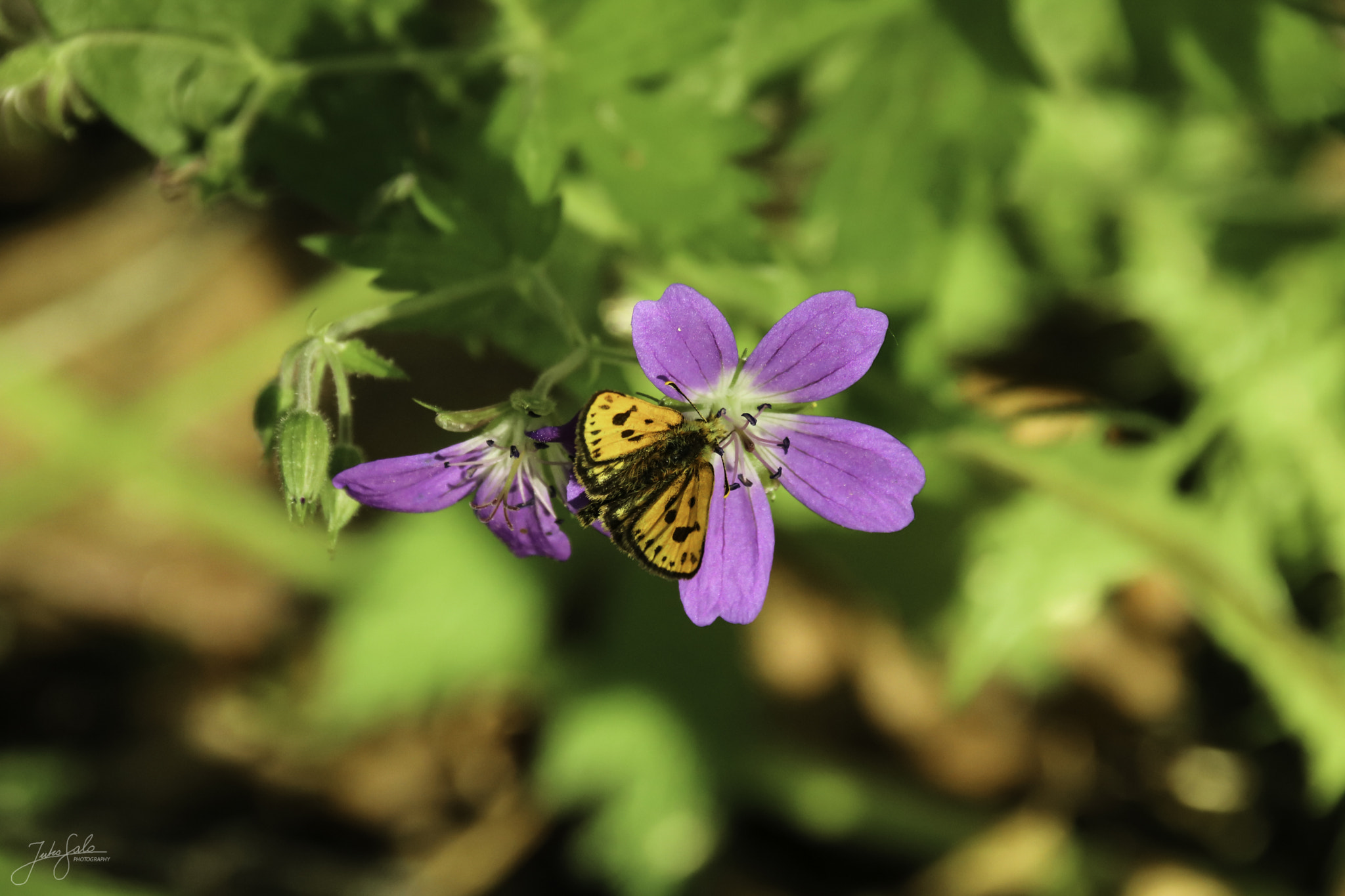 Canon EOS 760D (EOS Rebel T6s / EOS 8000D) + Canon EF 75-300mm F4.0-5.6 IS USM sample photo. Northern chequered skipper on a flower bud. photography