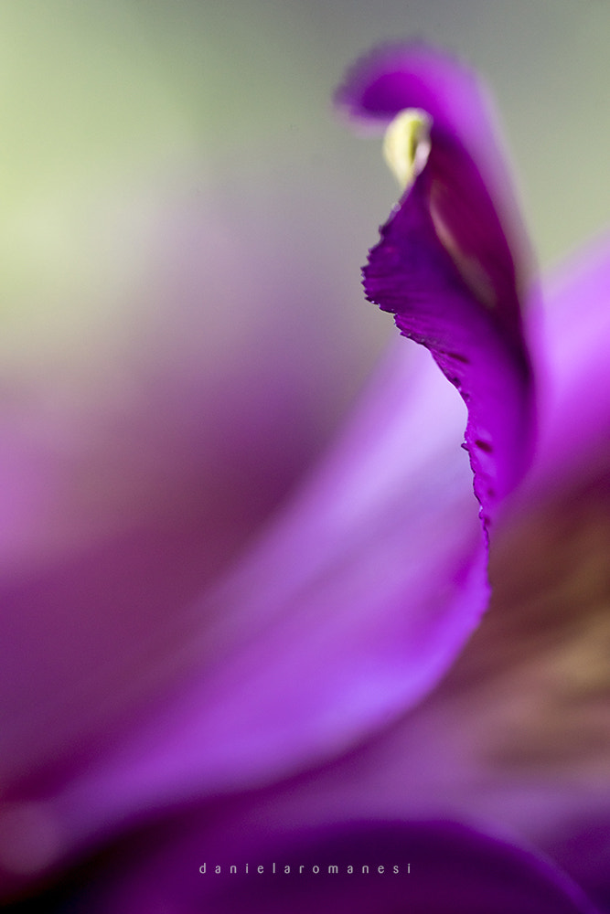Sony a7R + Sony FE 90mm F2.8 Macro G OSS sample photo. Suave photography