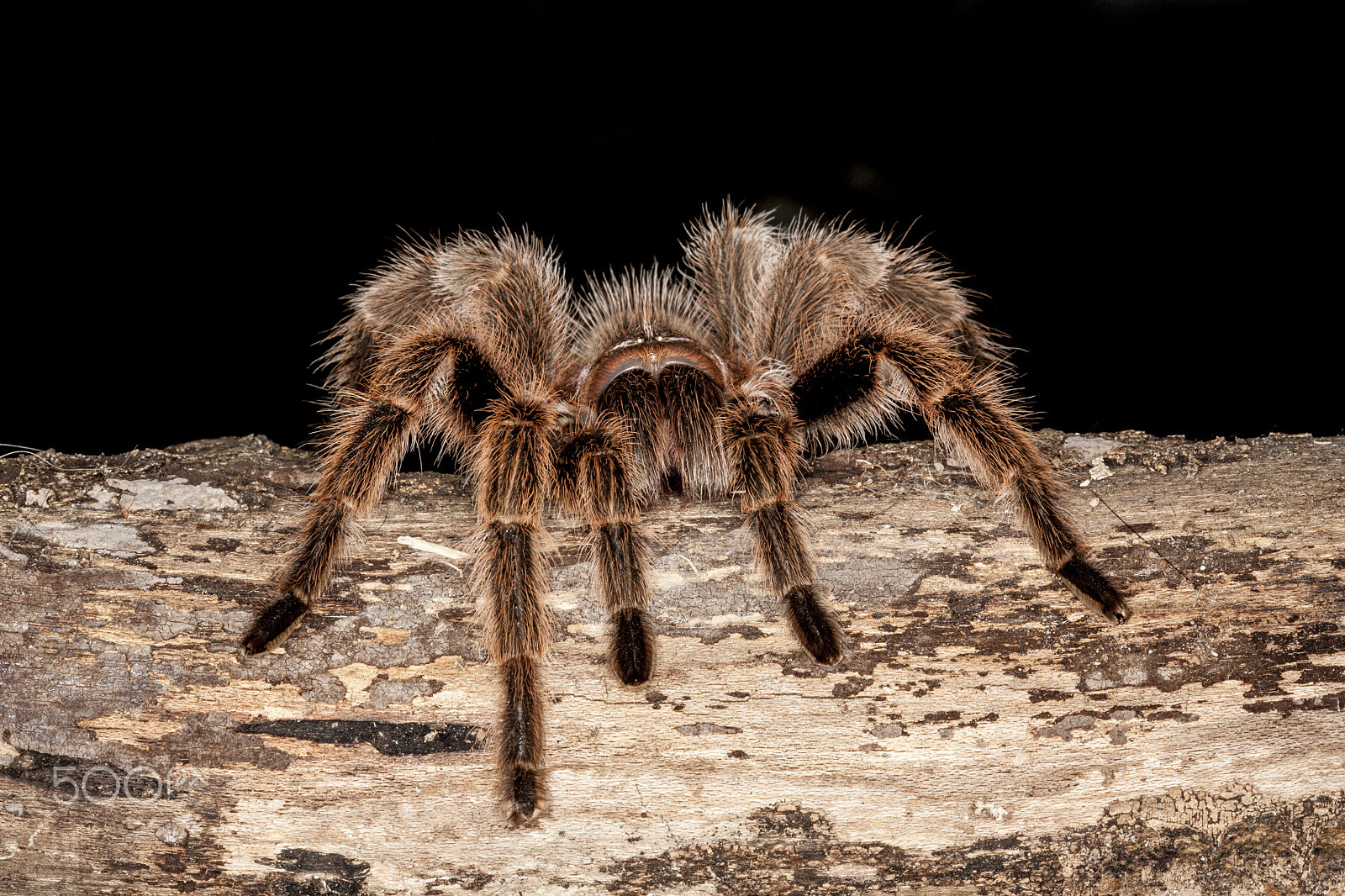 Canon EF 100mm F2.8 Macro USM sample photo. Tarantula photography