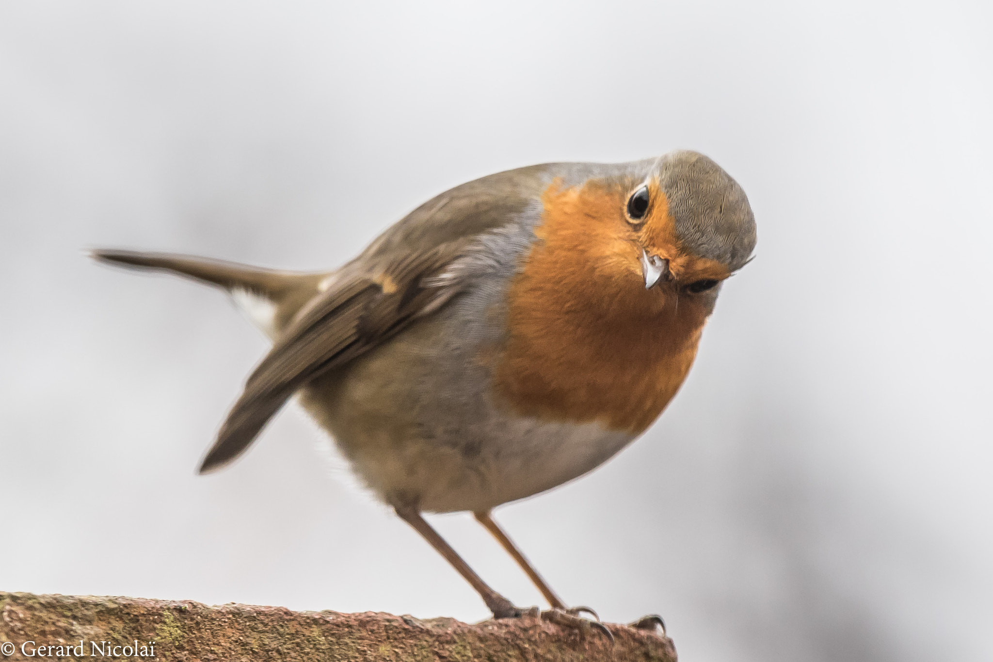 Canon EOS 7D Mark II + Canon EF 300mm F2.8L IS USM sample photo. Curious robin photography