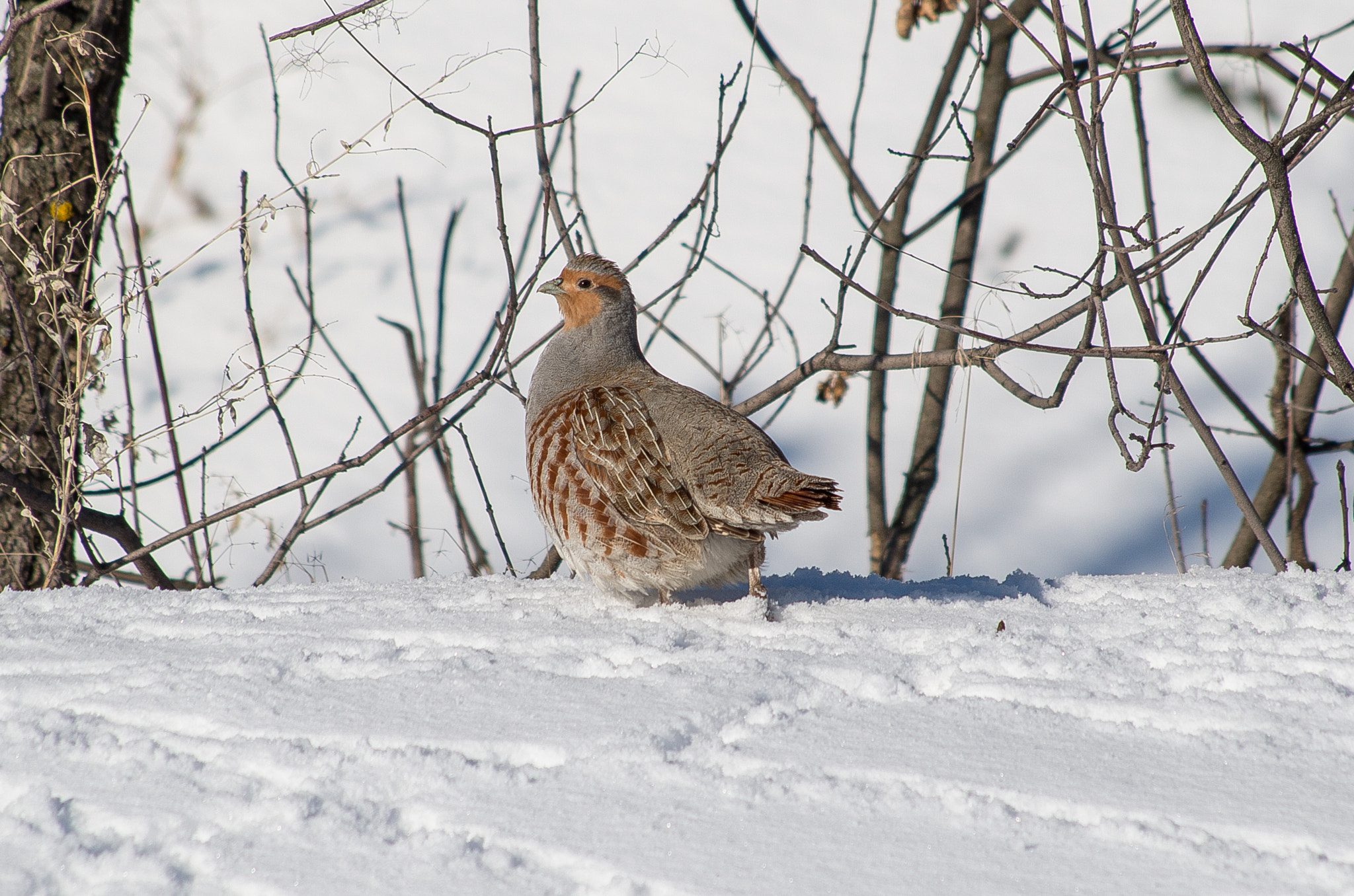 HD Pentax DA 55-300mm F4.0-5.8 ED WR sample photo. Grey partridge // perdix photography