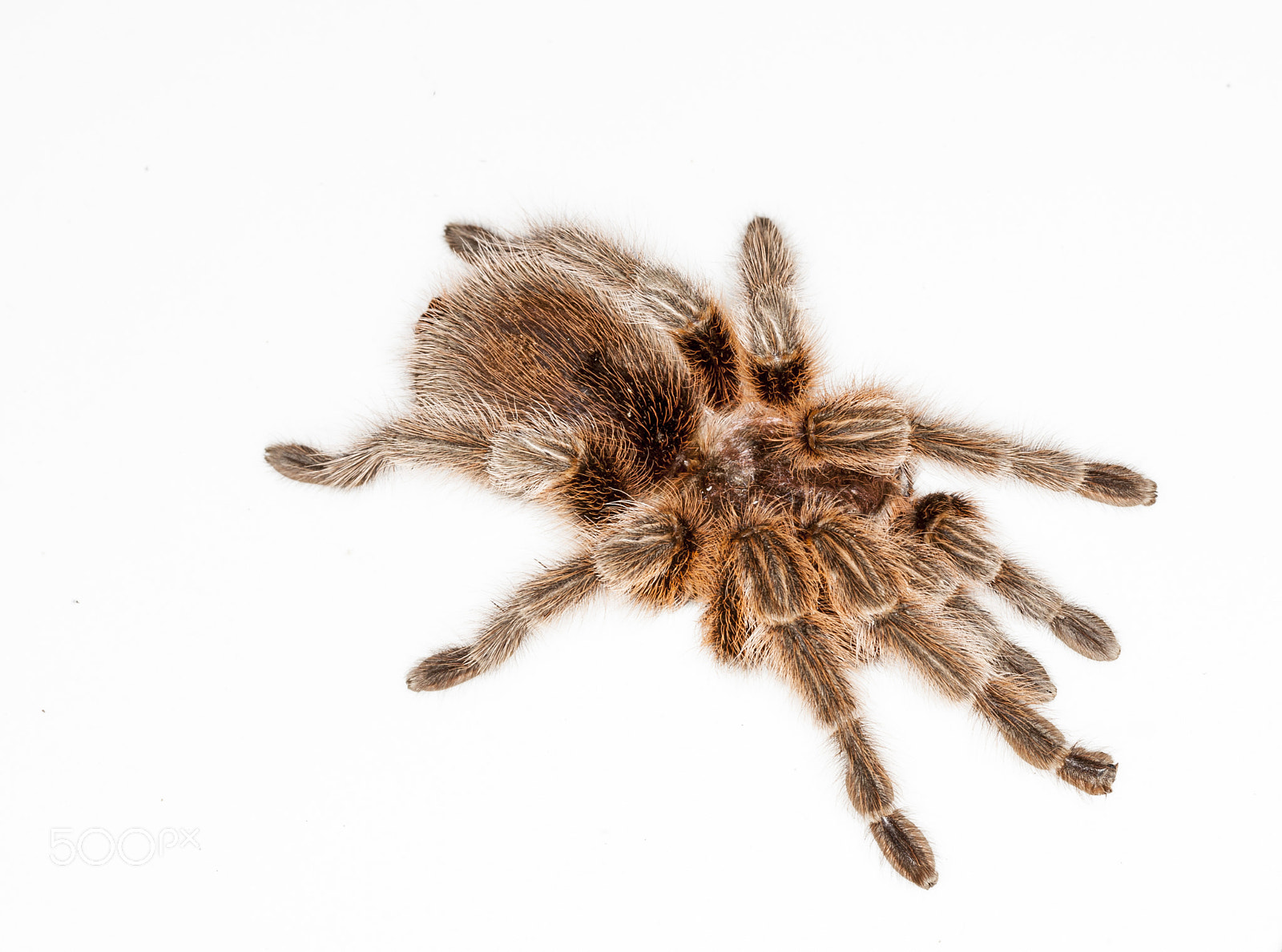 Canon EF 100mm F2.8 Macro USM sample photo. Trantula photography