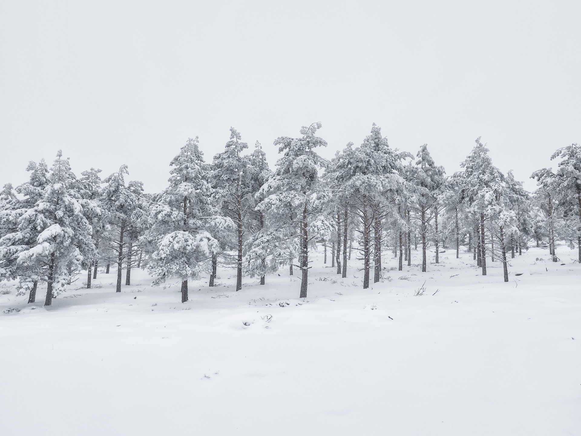Olympus OM-D E-M5 II + Olympus M.Zuiko Digital ED 7-14mm F2.8 PRO sample photo. Snow photography
