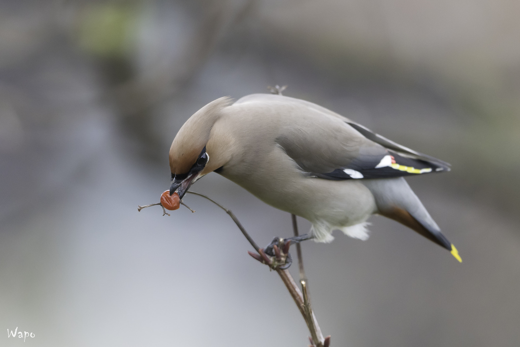 Nikon AF-S Nikkor 500mm F4E FL ED VR sample photo. Pestvogel photography