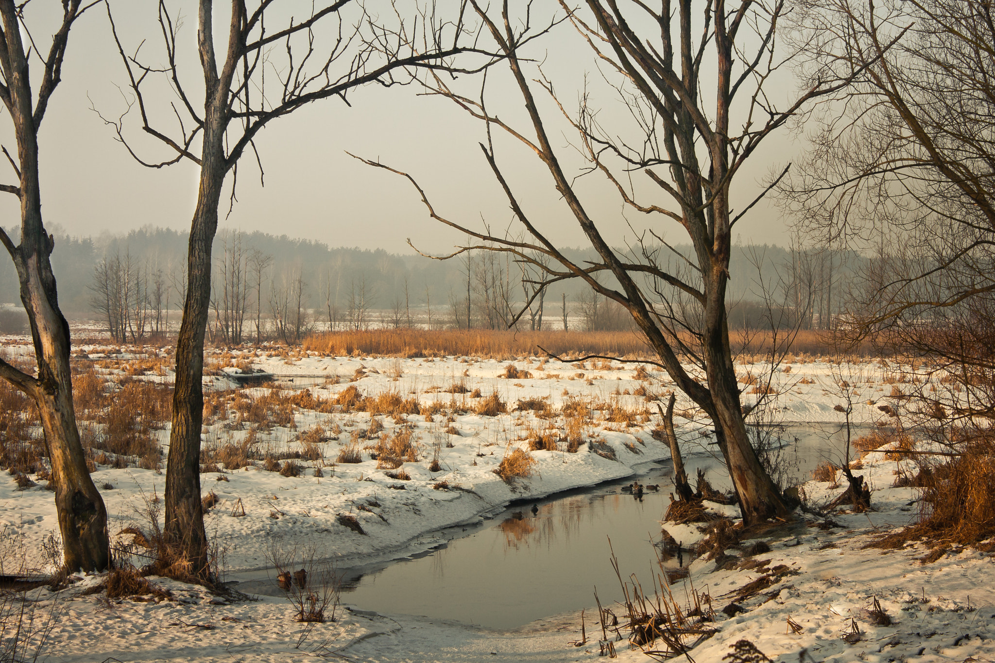 Canon EOS 40D sample photo. Winter photography