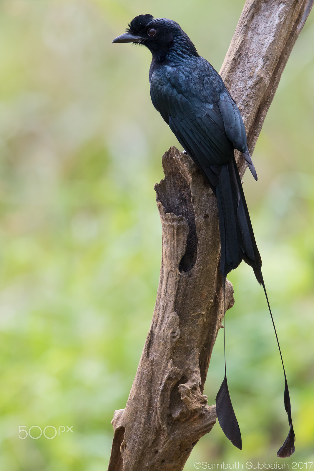 Canon EOS 7D Mark II + Canon EF 500mm F4L IS II USM sample photo. Racket tailed drongo photography