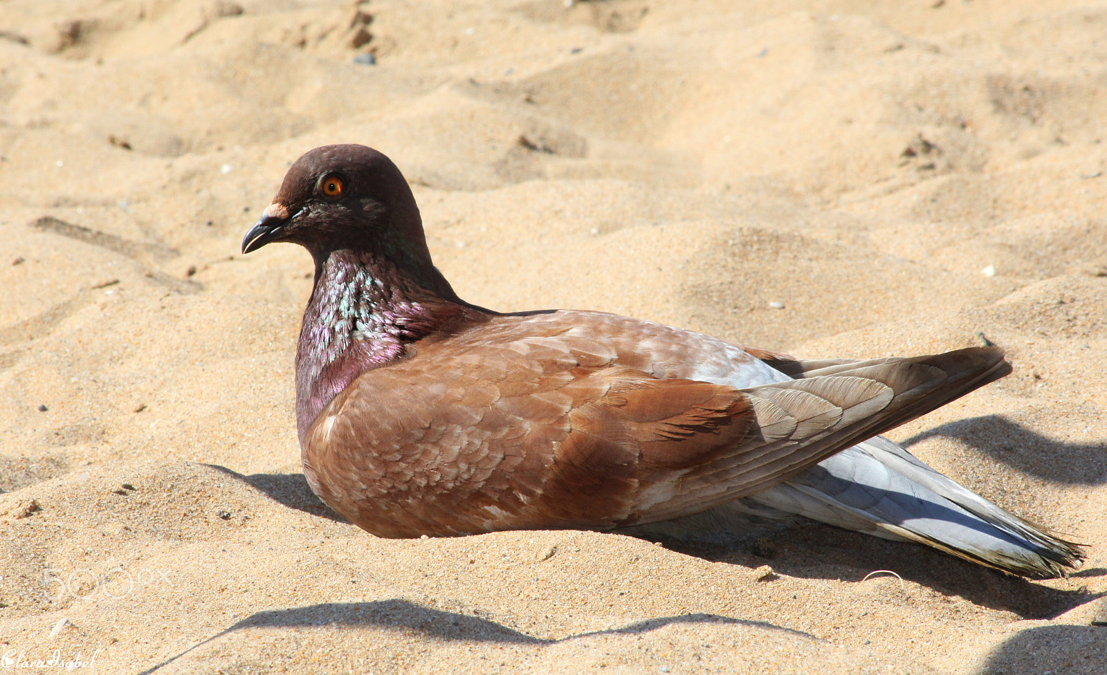 Canon EOS 1200D (EOS Rebel T5 / EOS Kiss X70 / EOS Hi) sample photo. Tomando el sol... photography